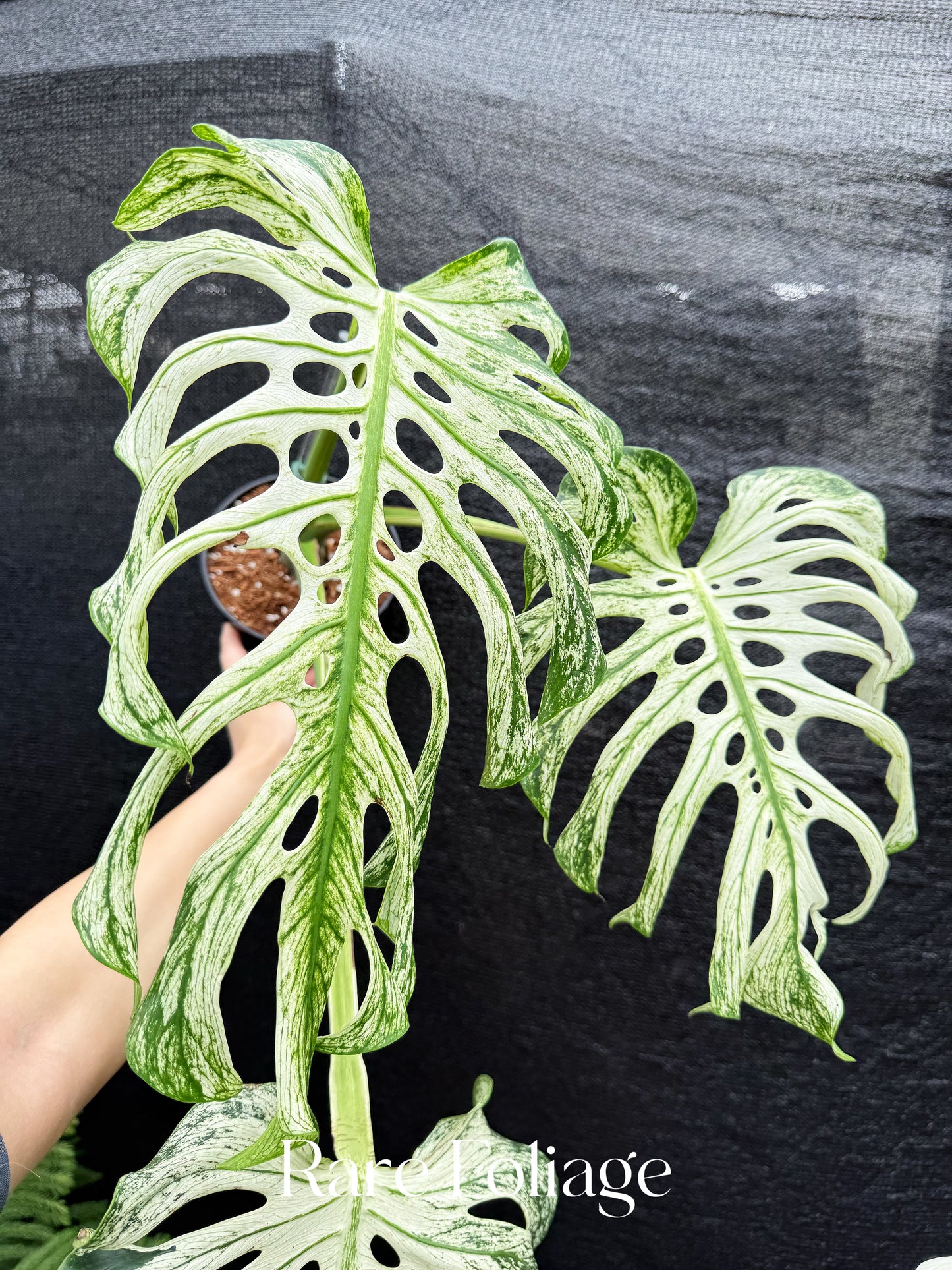 Monstera Devil Monster 6” Exact Plant