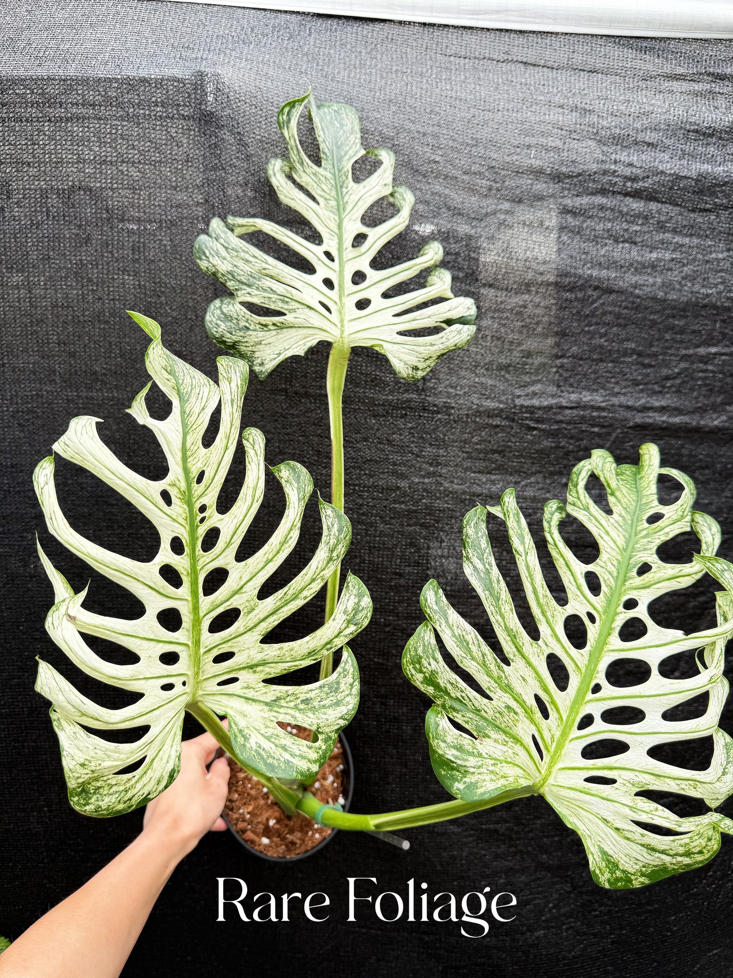 Monstera Devil Monster 6” Exact Plant