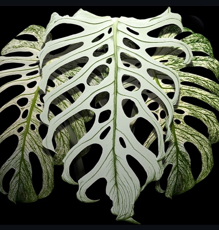 Monstera Devil Monster (Tissue Culture) *Preorder* Ship Date Mid March 2026