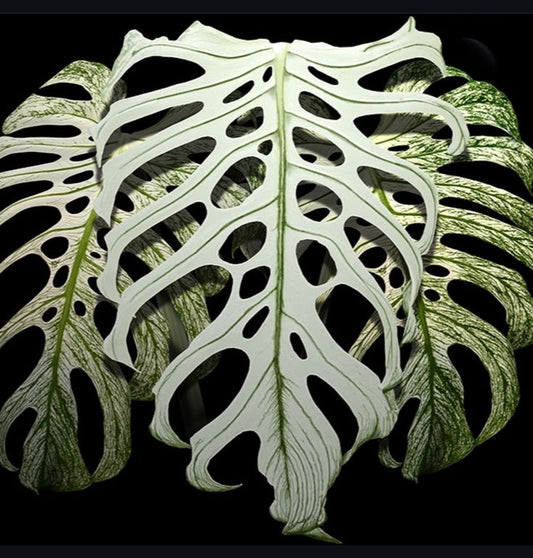 Monstera Devil Monster (Tissue Culture) *Preorder* Ship Date Mid March 2026