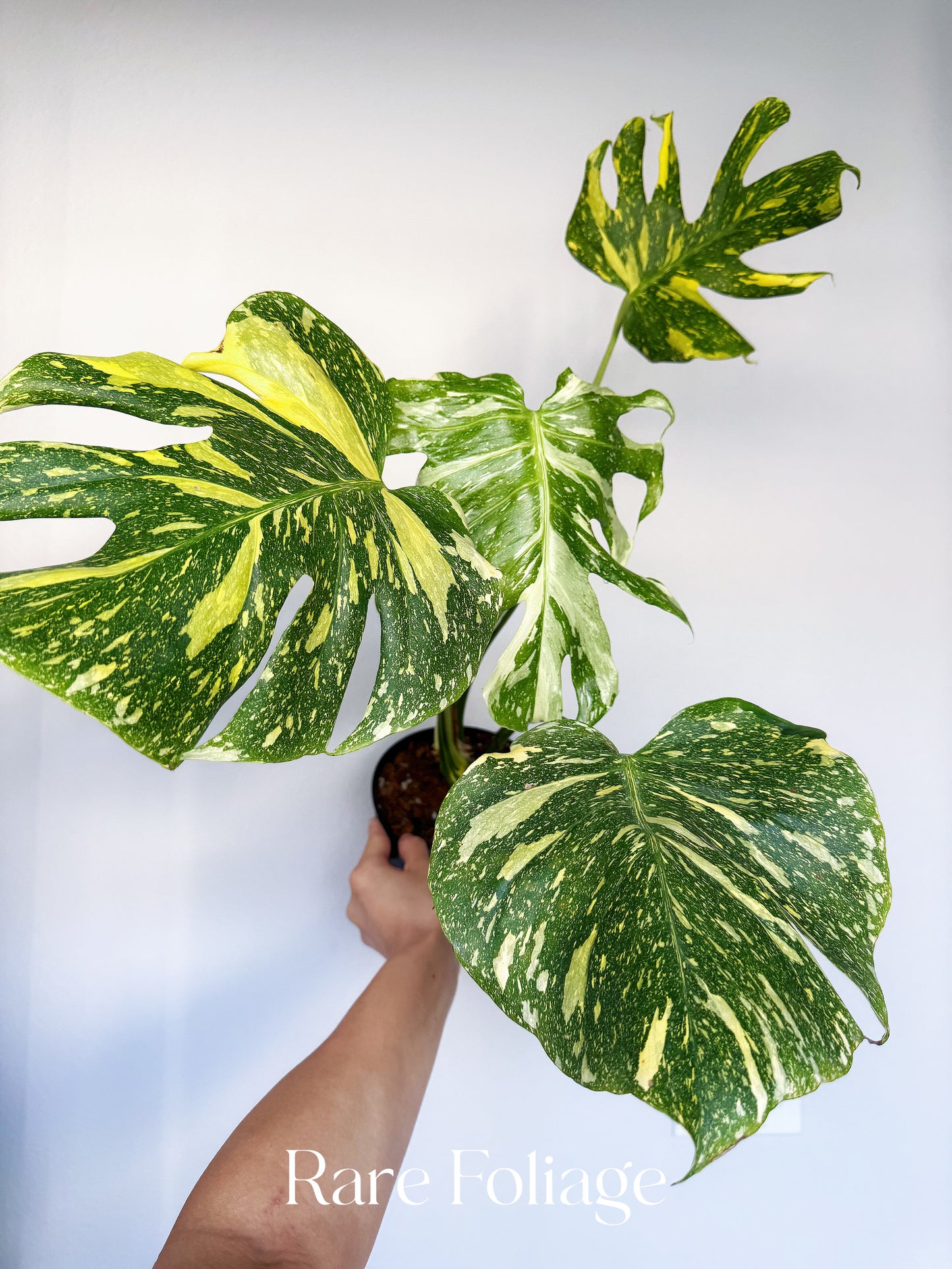 Monstera Electrolyte 6” Exact Plant