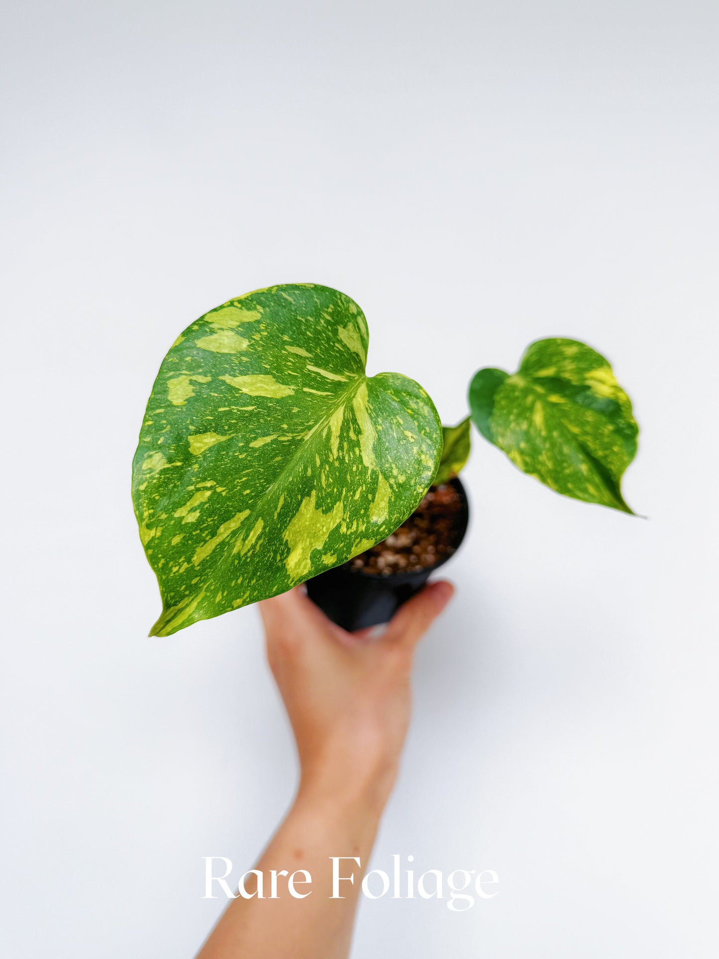 Monstera Electrolyte 4"