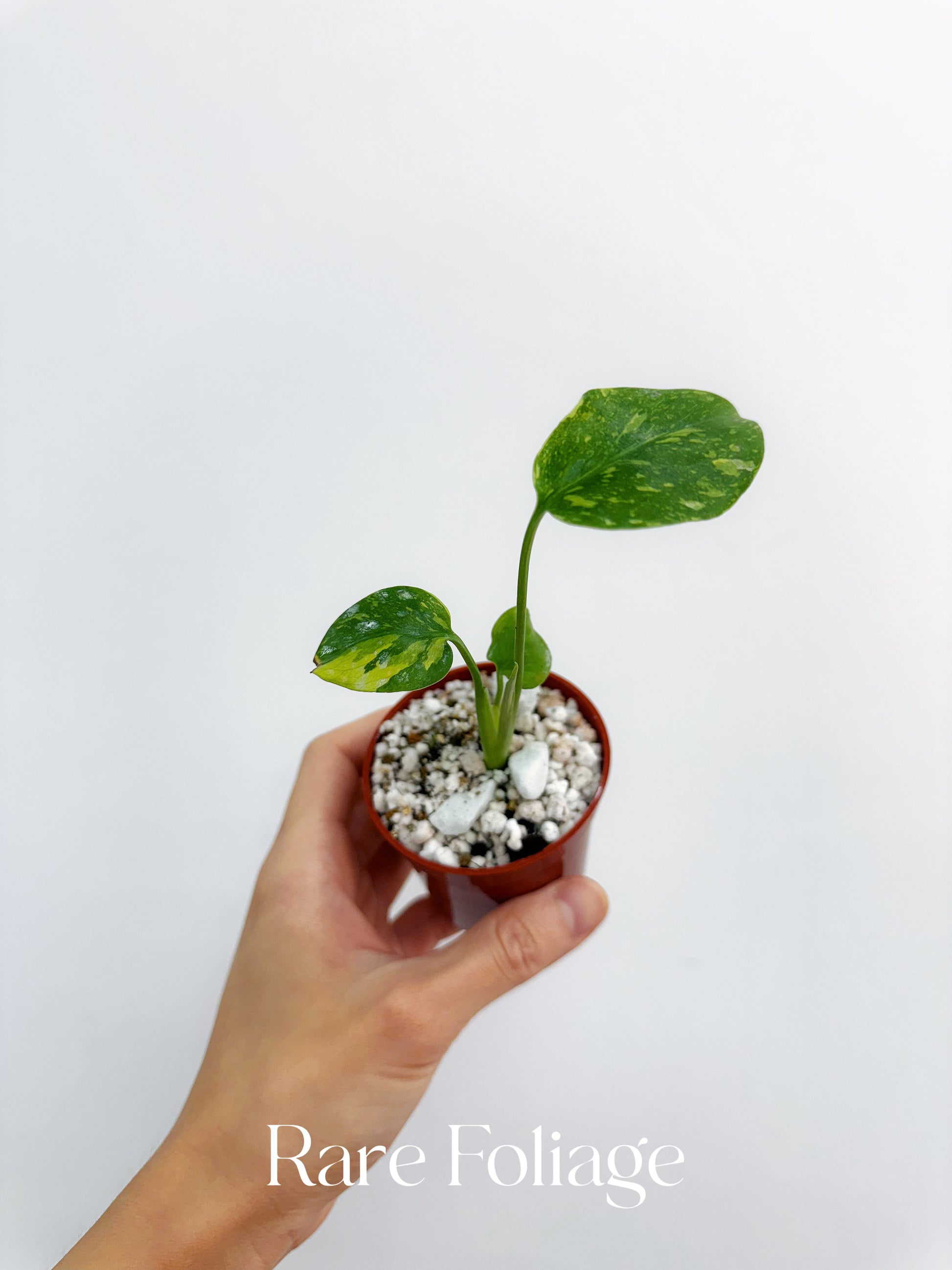 Monstera Electrolyte 2” Exact Plant – Rare Foliage Plant Co Monstera Electrolyte 2” Exact Plant – Rare Foliage Plant Co