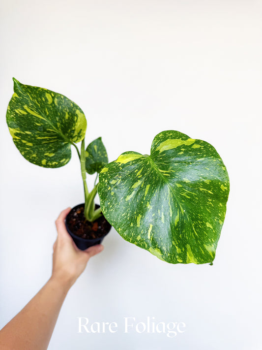 Monstera Electrolyte 4"