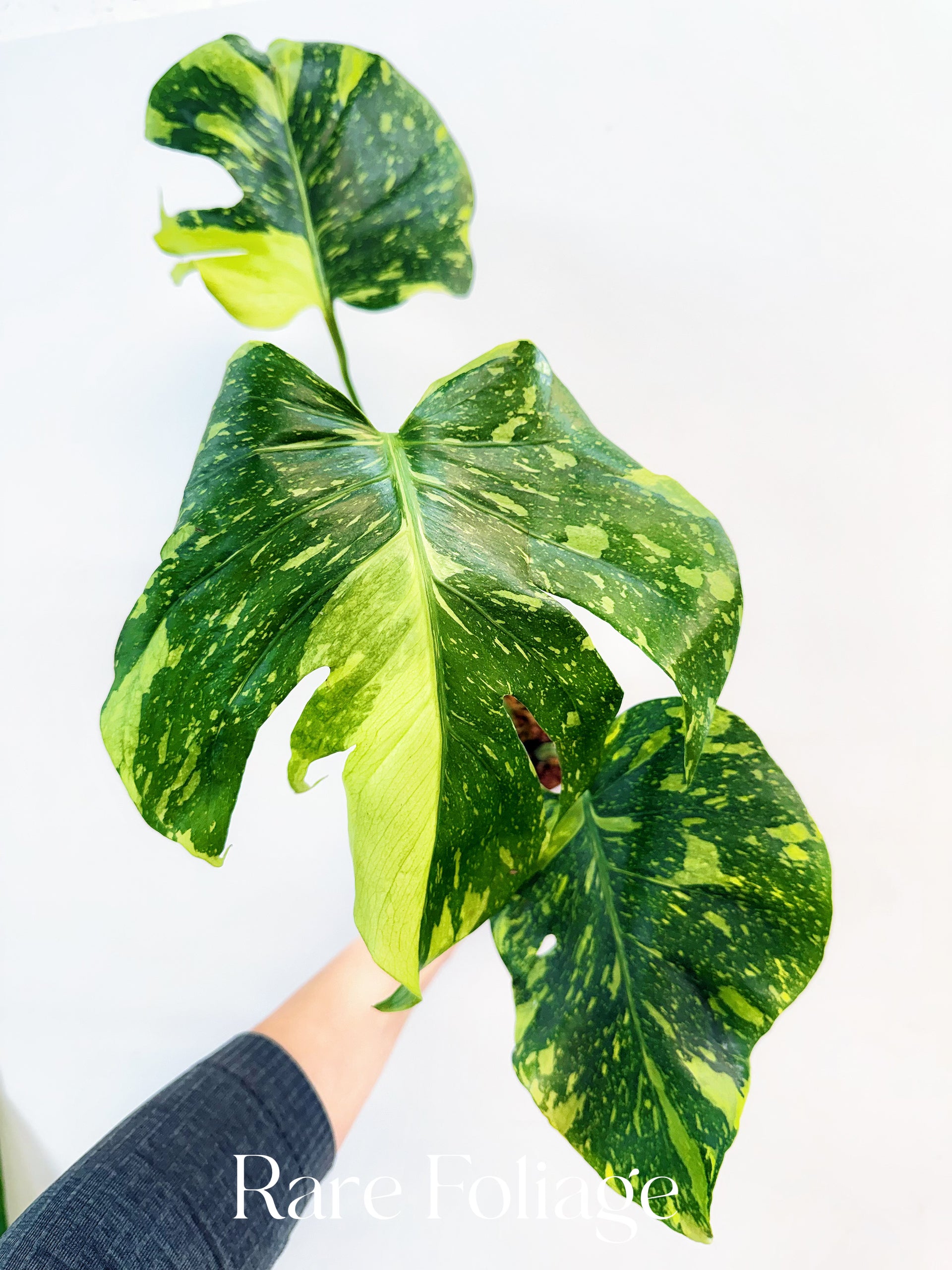 Monstera Electrolyte 4 Monstera Electrolyte 4