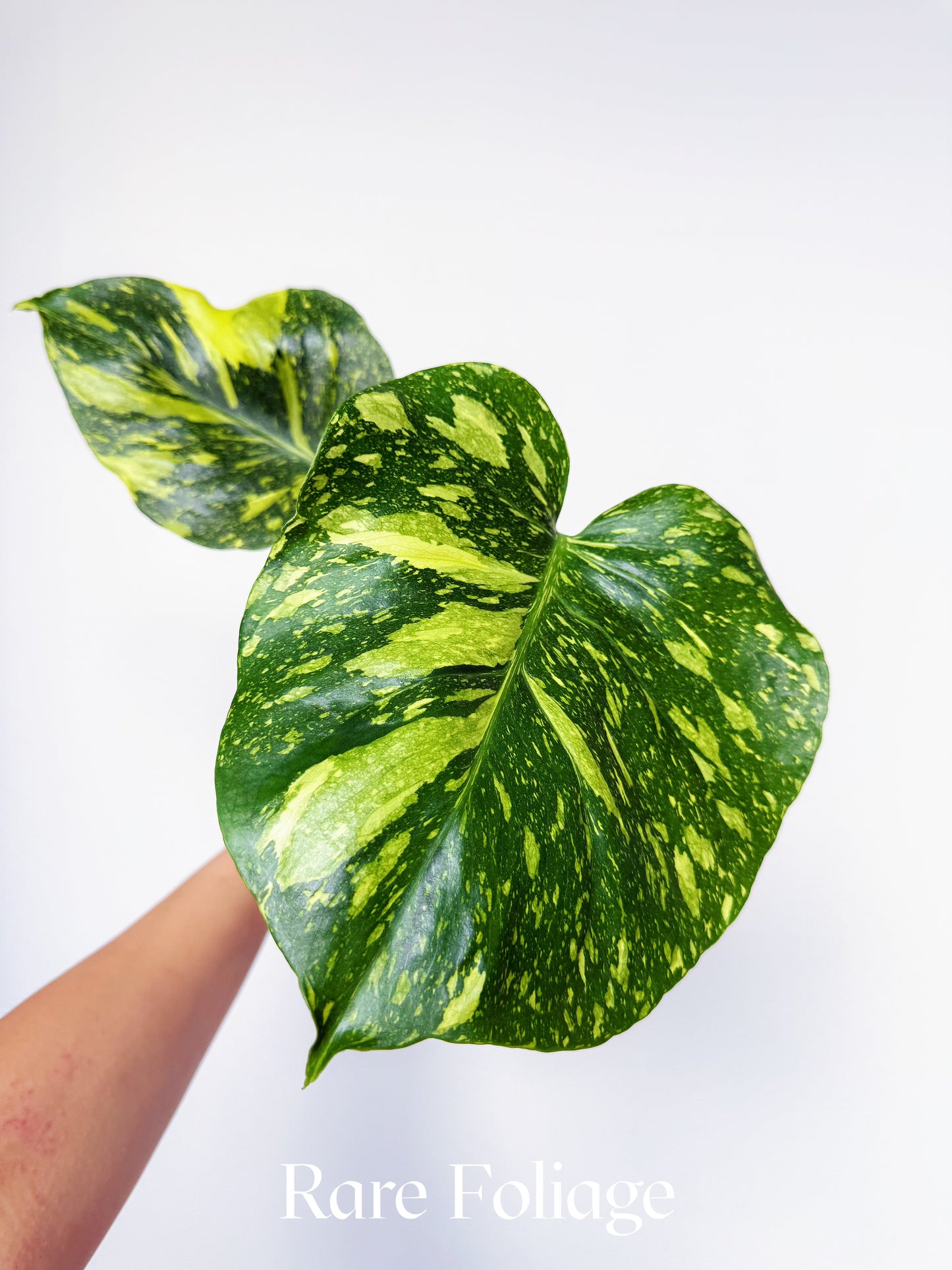Monstera Electrolyte 4"