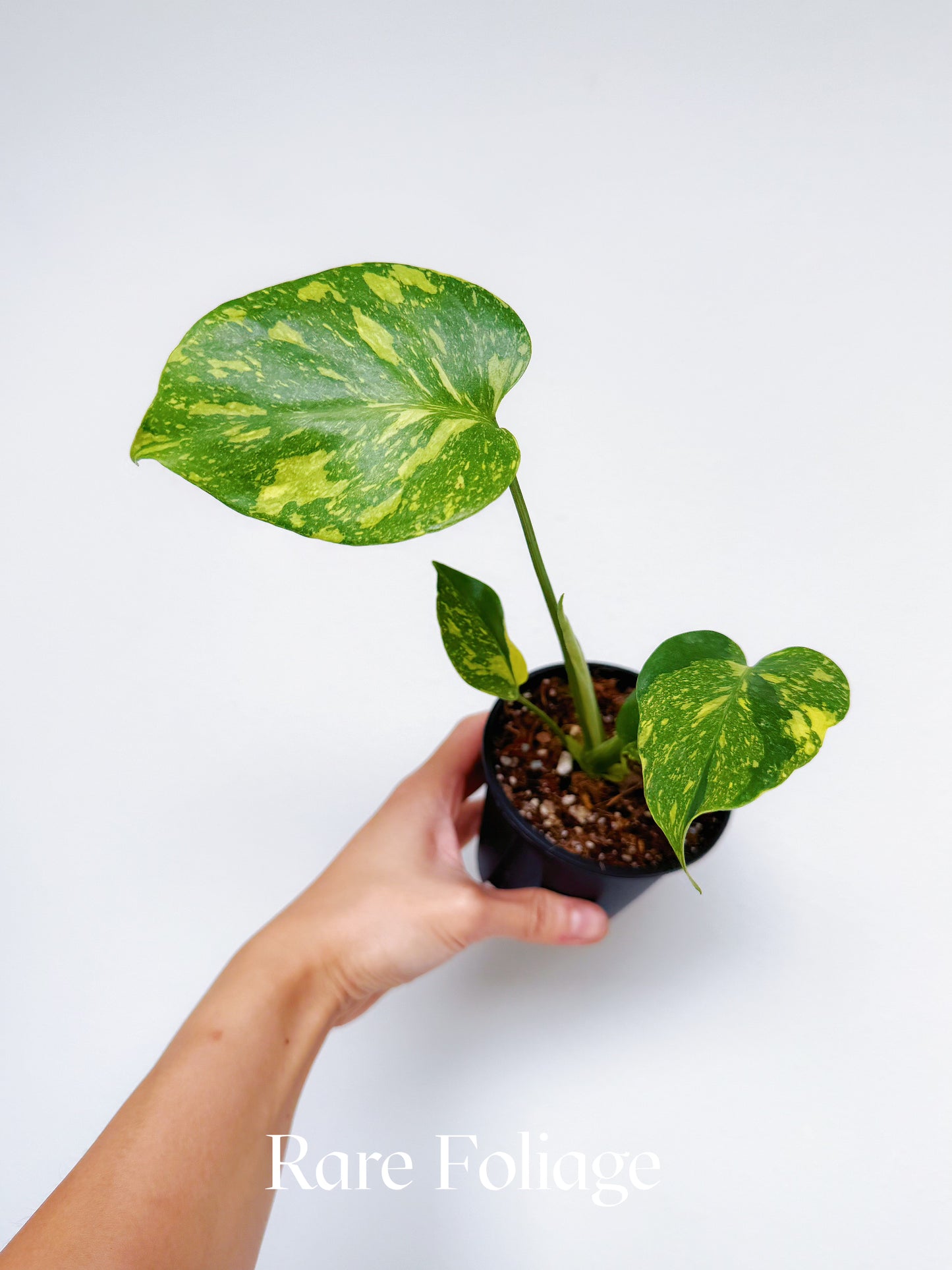 Monstera Electrolyte 4"