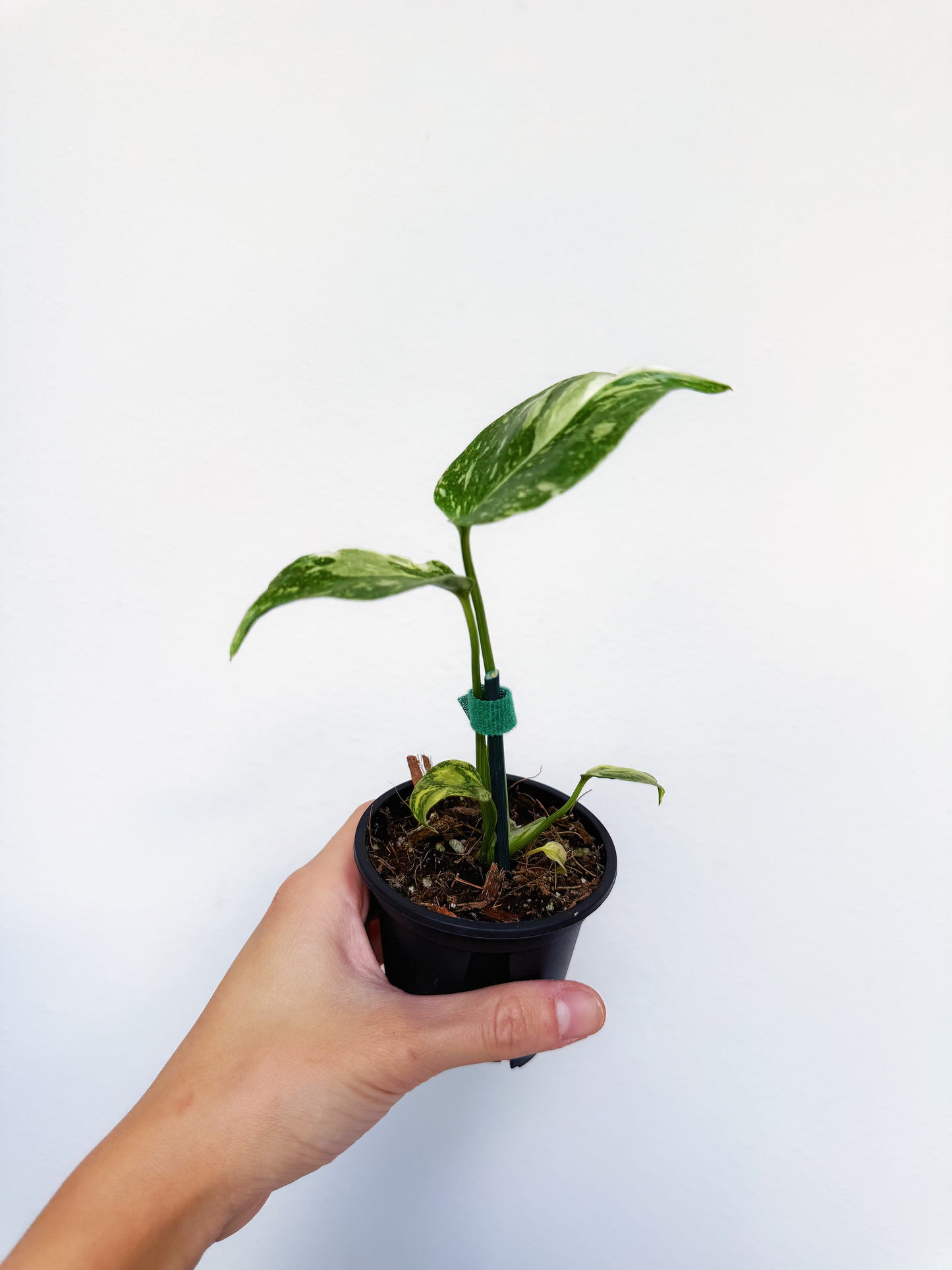 Monstera Electrolyte 3“