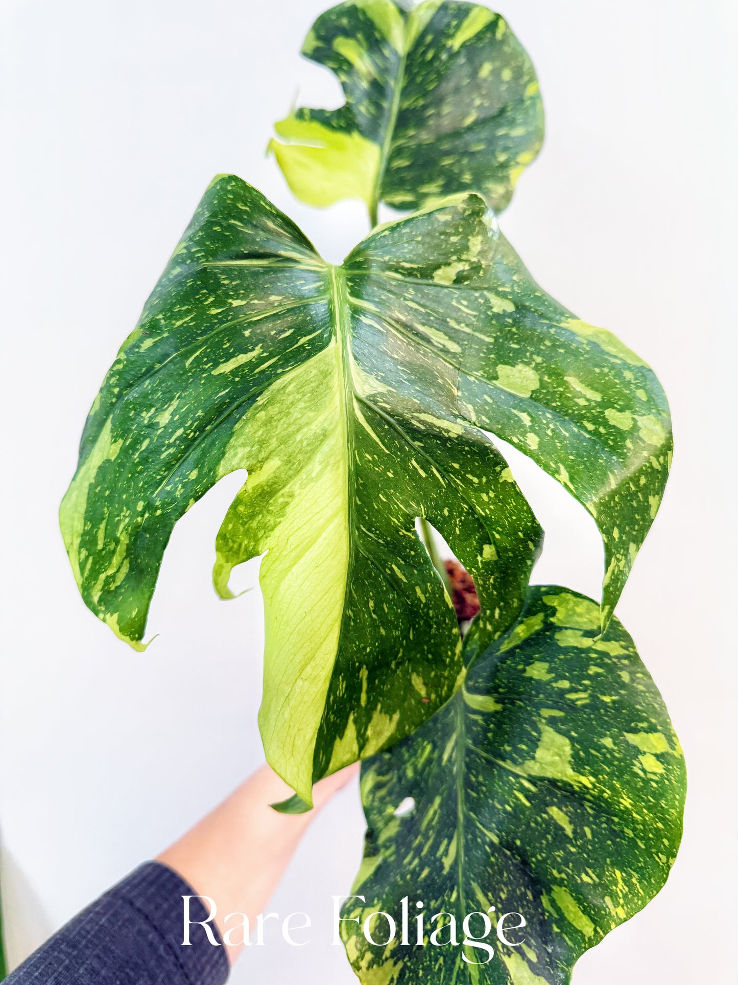 Monstera Electrolyte 4" Exact Plant