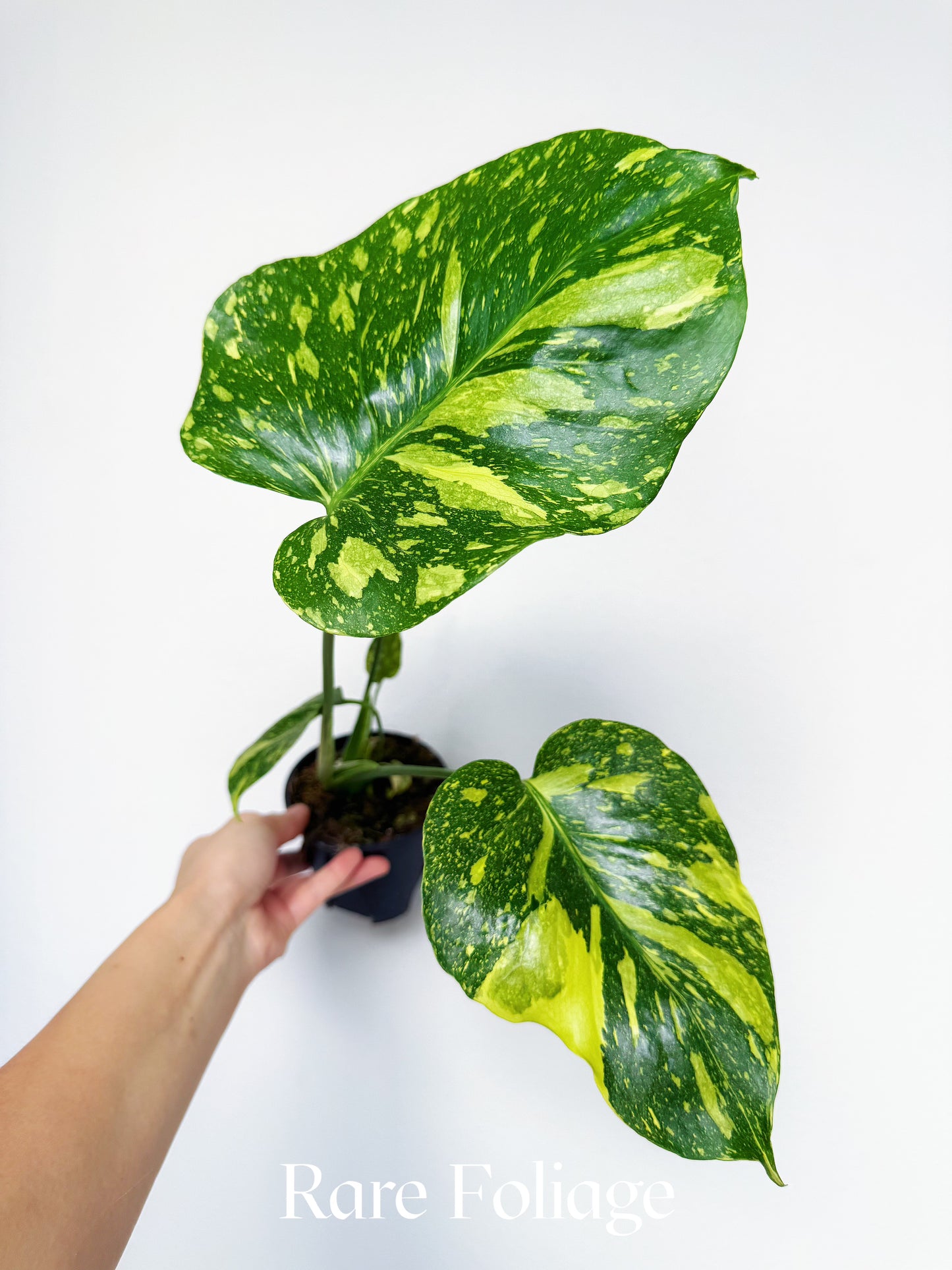 Monstera Electrolyte 4"