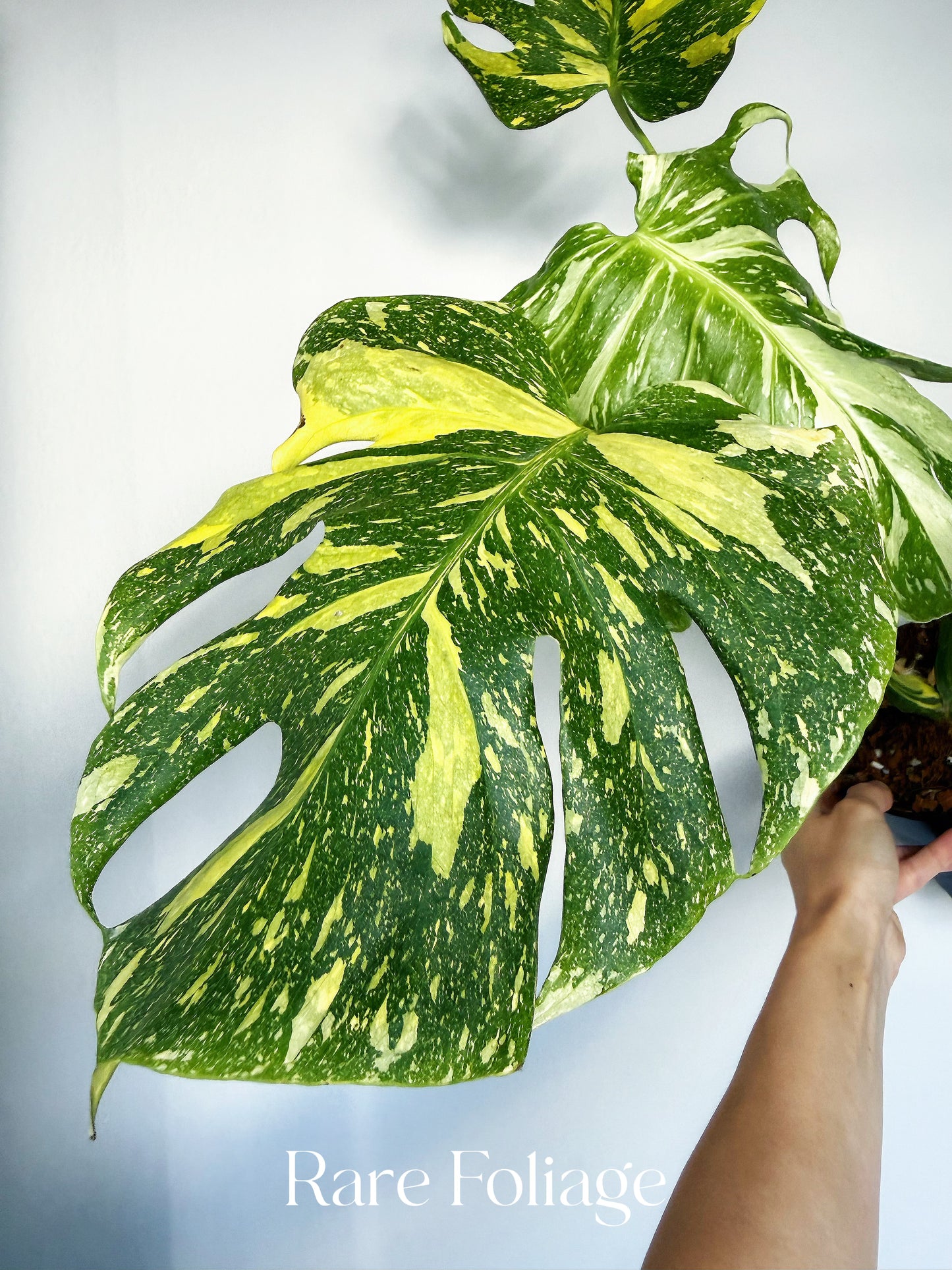 Monstera Electrolyte 6” Exact Plant