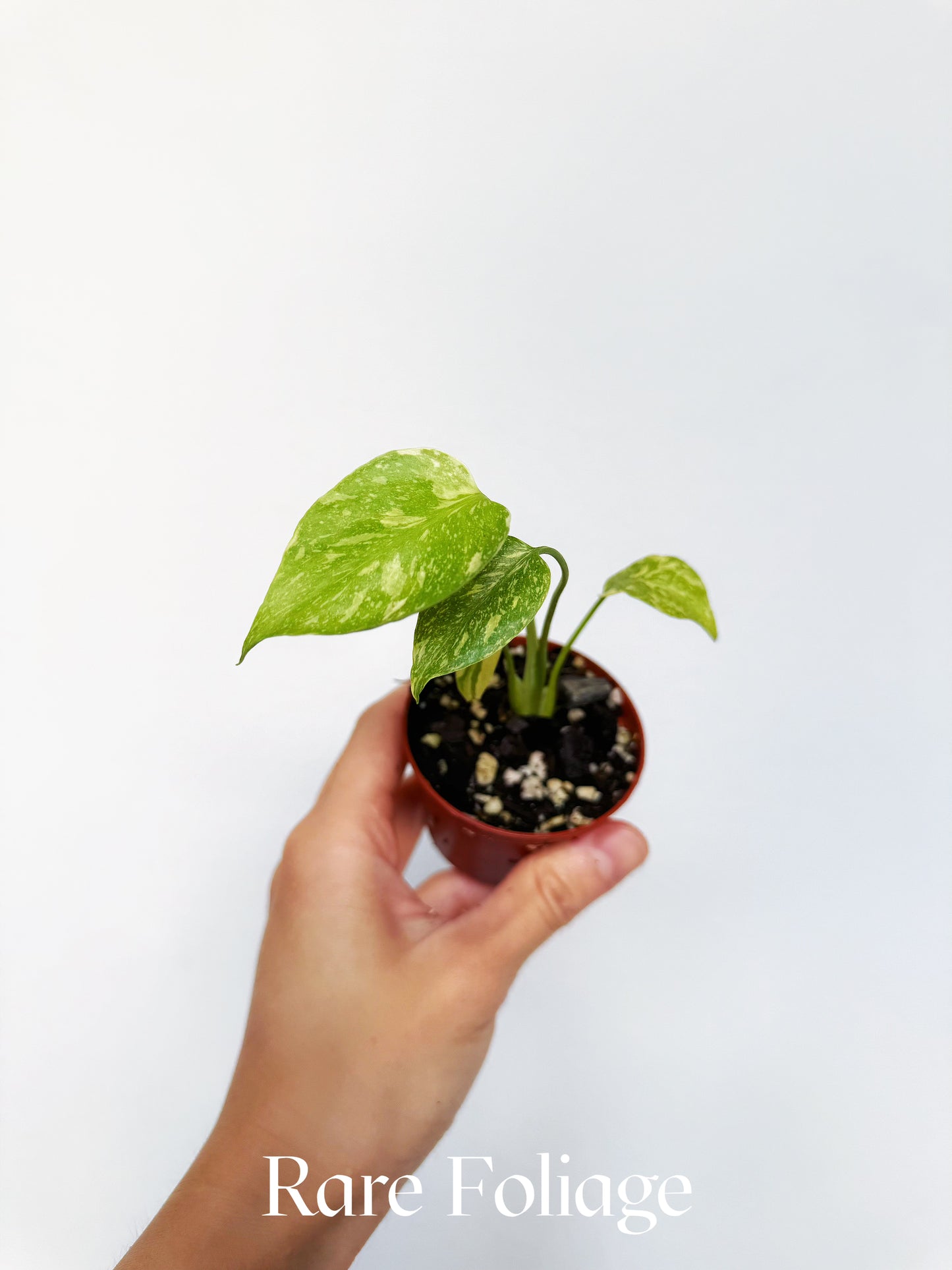 Monstera Electrolyte 2"