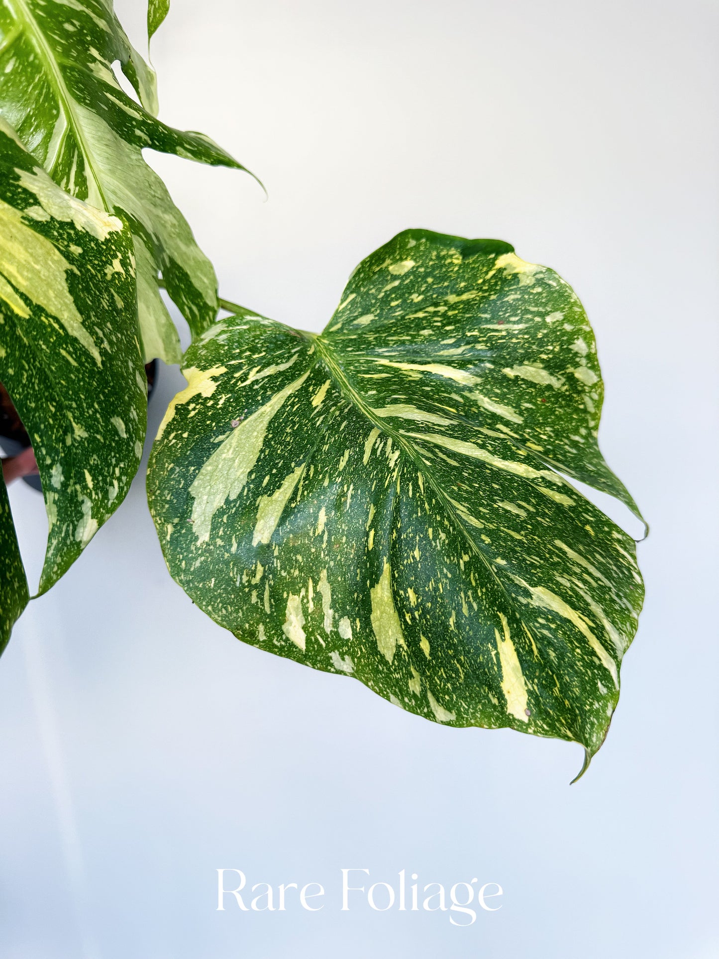 Monstera Electrolyte 6” Exact Plant