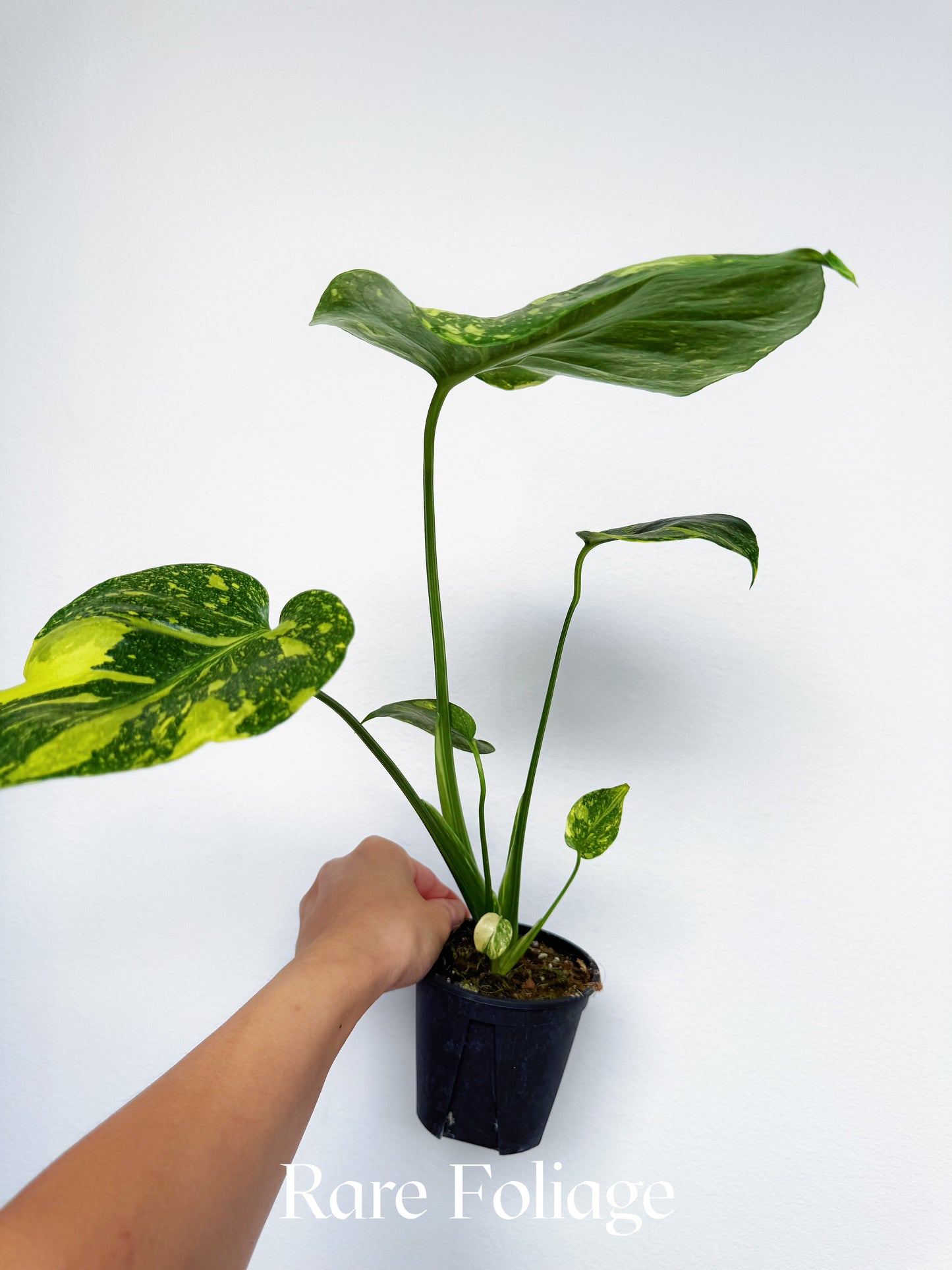 Monstera Electrolyte 4"