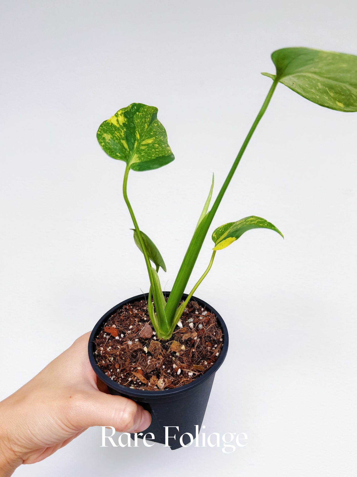 Monstera Electrolyte 4"