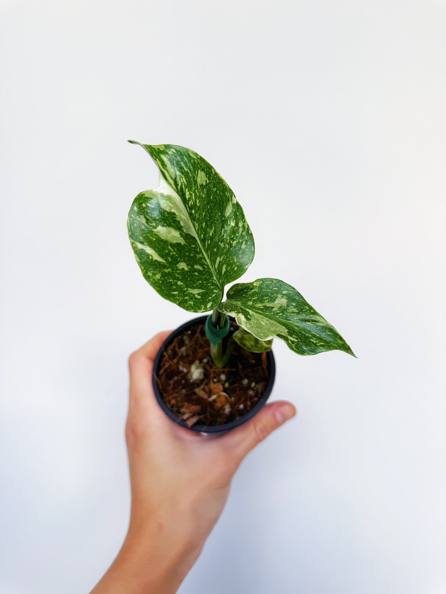 Monstera Electrolyte 3“