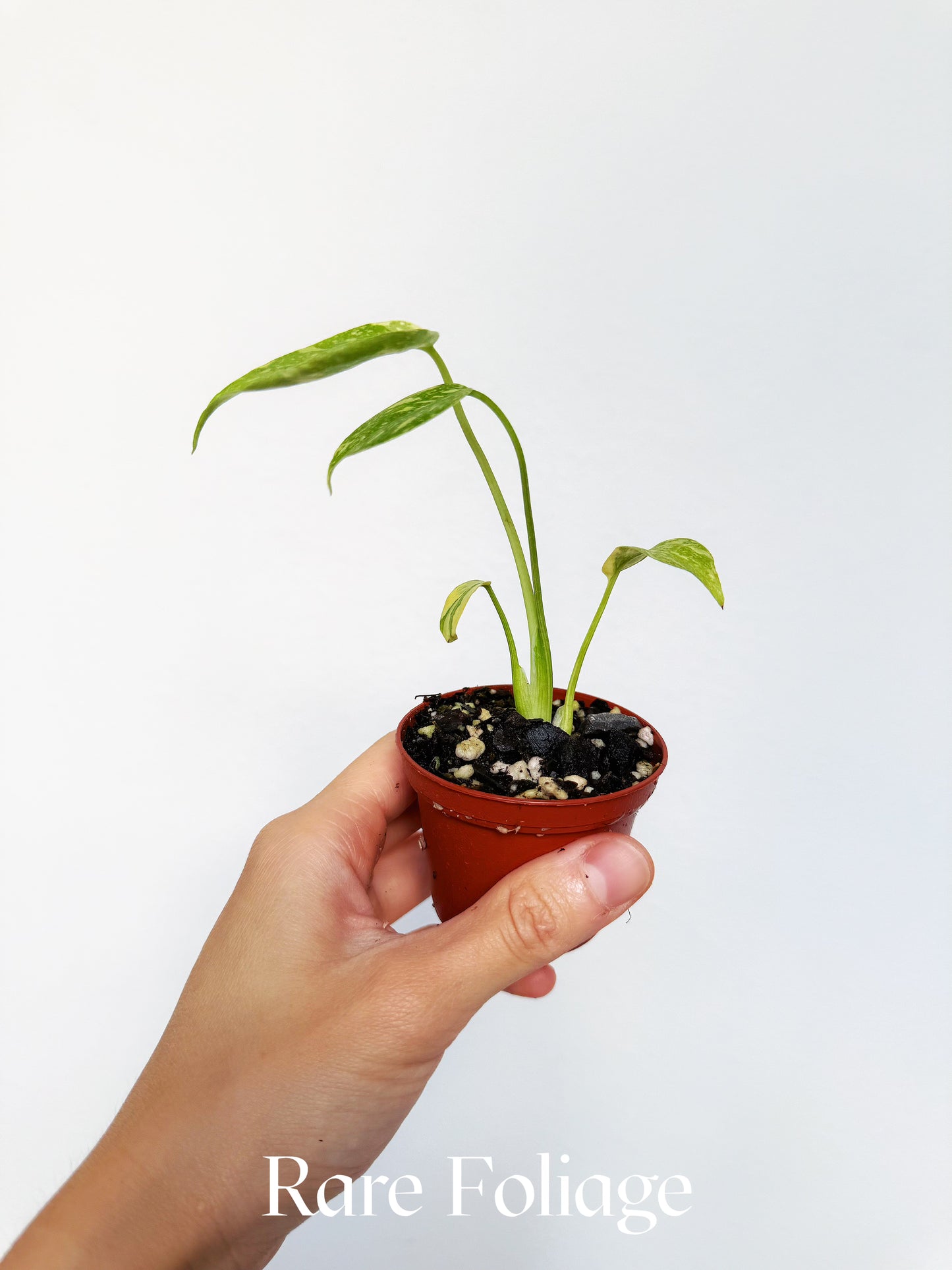 Monstera Electrolyte 2"