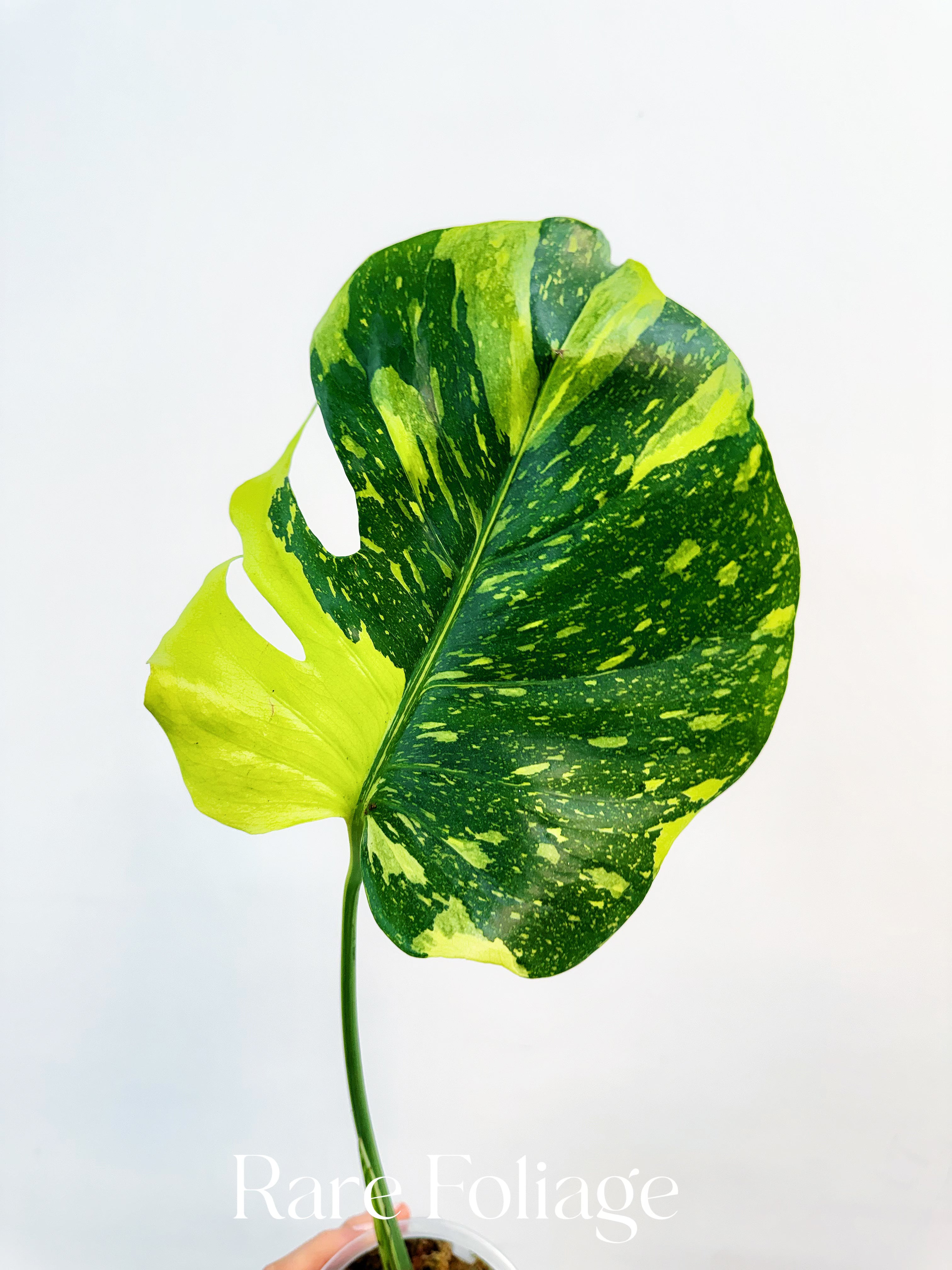 Monstera 「188」Monstera deliciosa “Electrolyte” (ElectroLight 