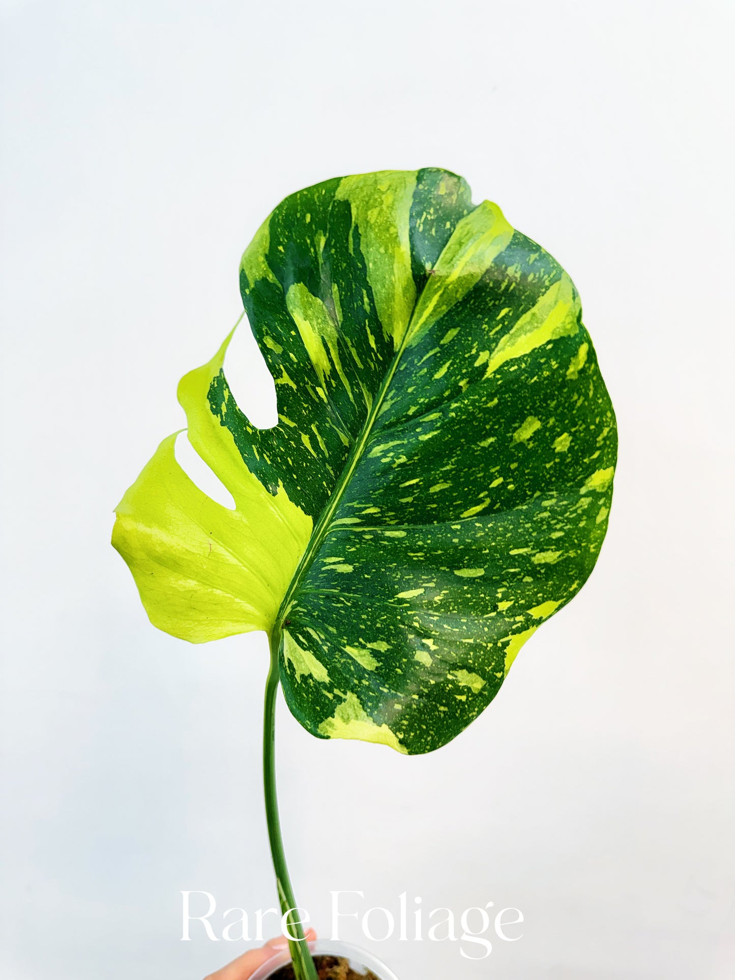 Monstera Electrolyte 4" Exact Plant