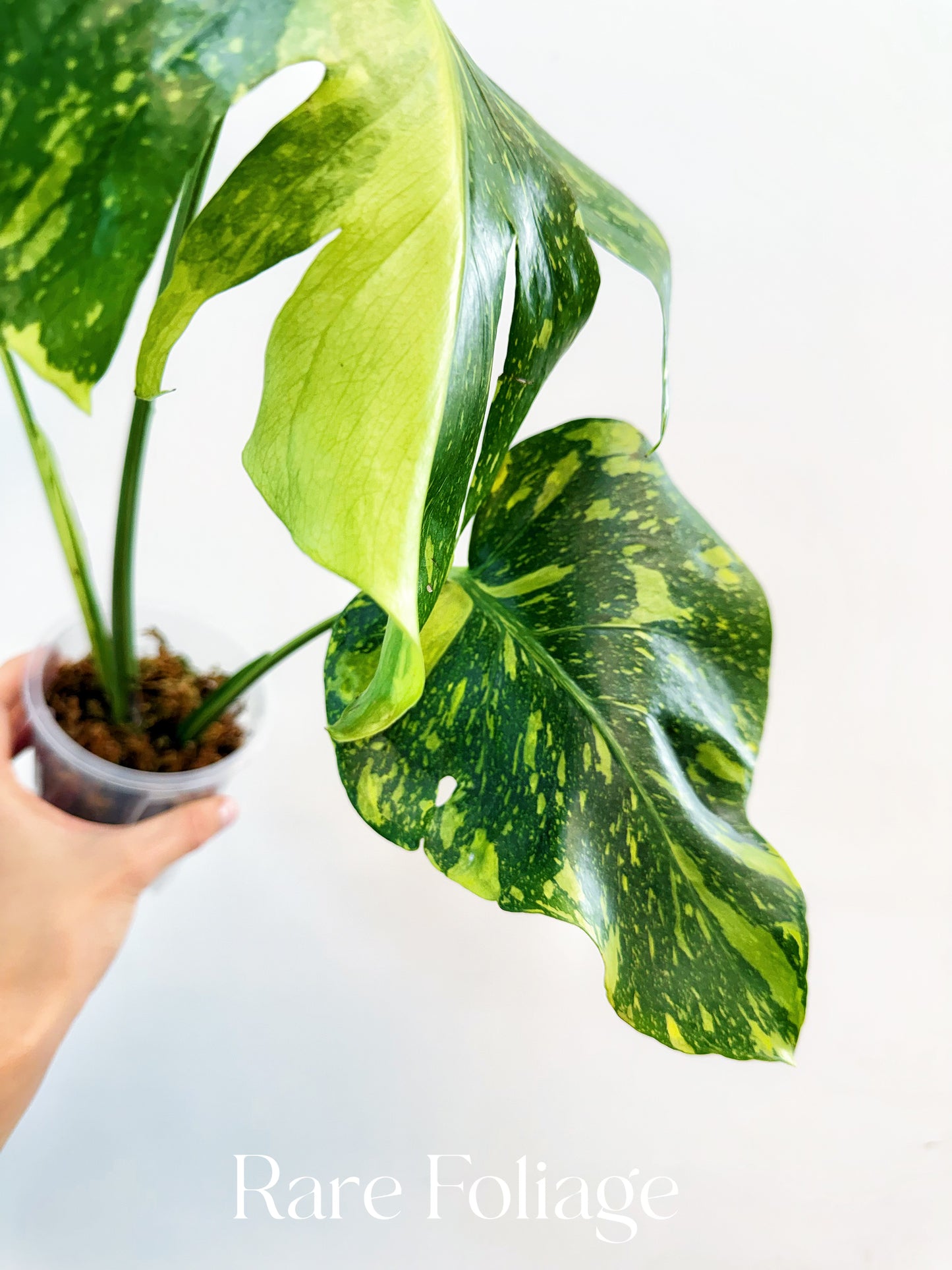 Monstera Electrolyte 4" Exact Plant