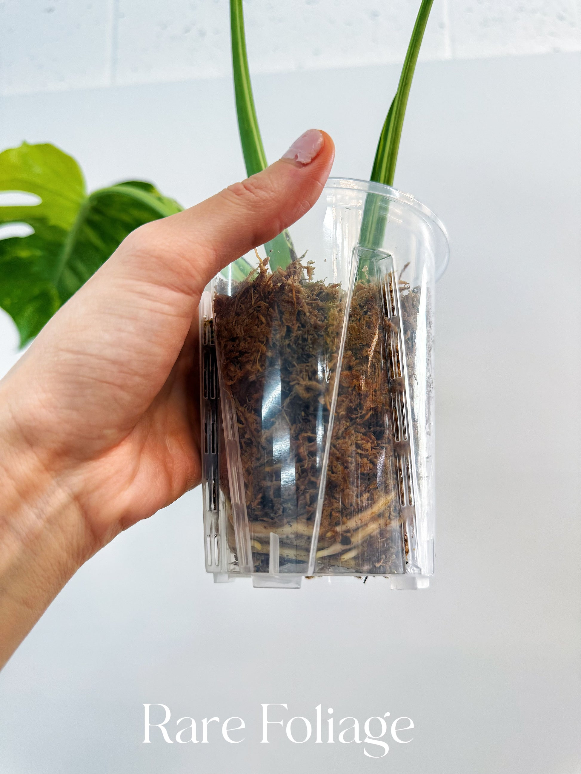 Monstera Electrolyte 4
