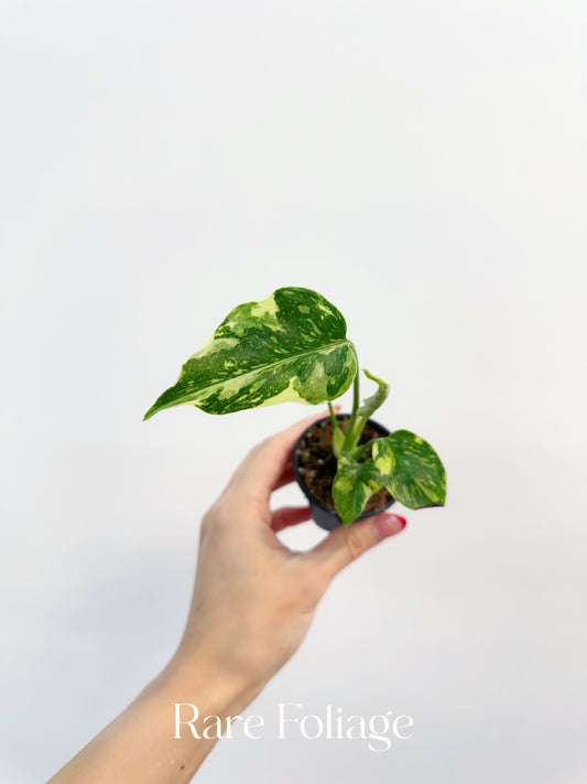 Monstera Electrolyte 2”