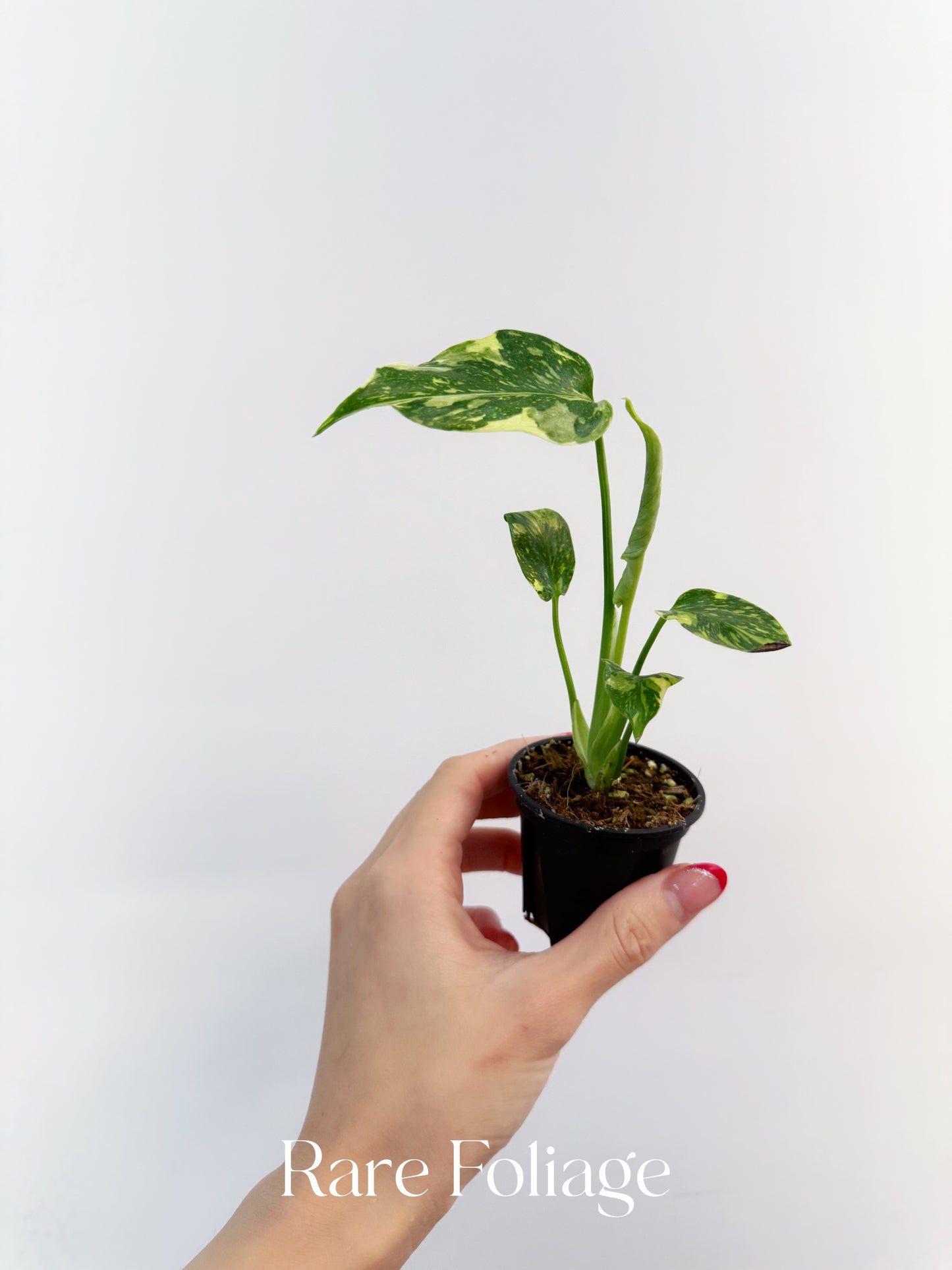 Monstera Electrolyte 2”