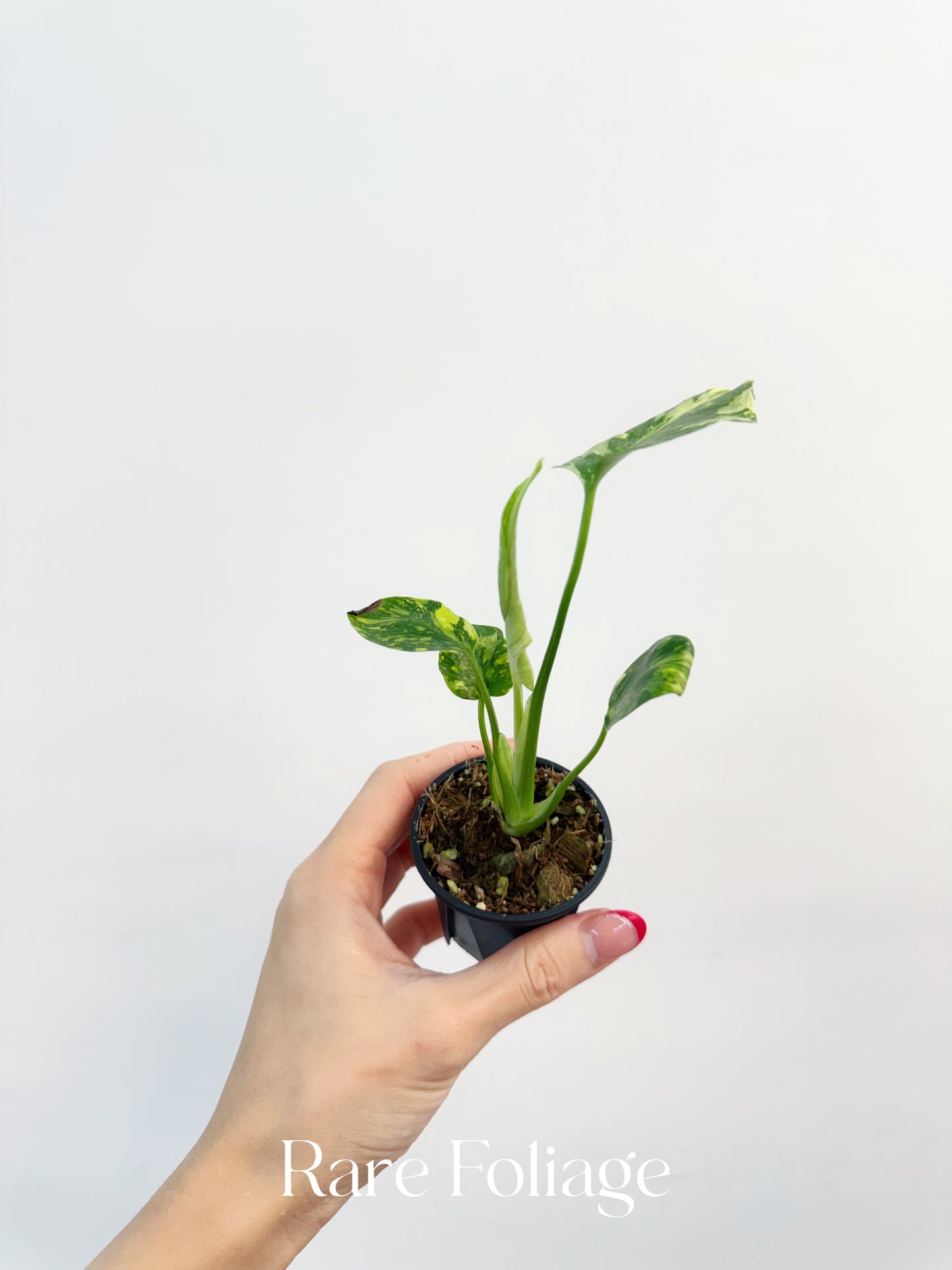 Monstera Electrolyte 2”