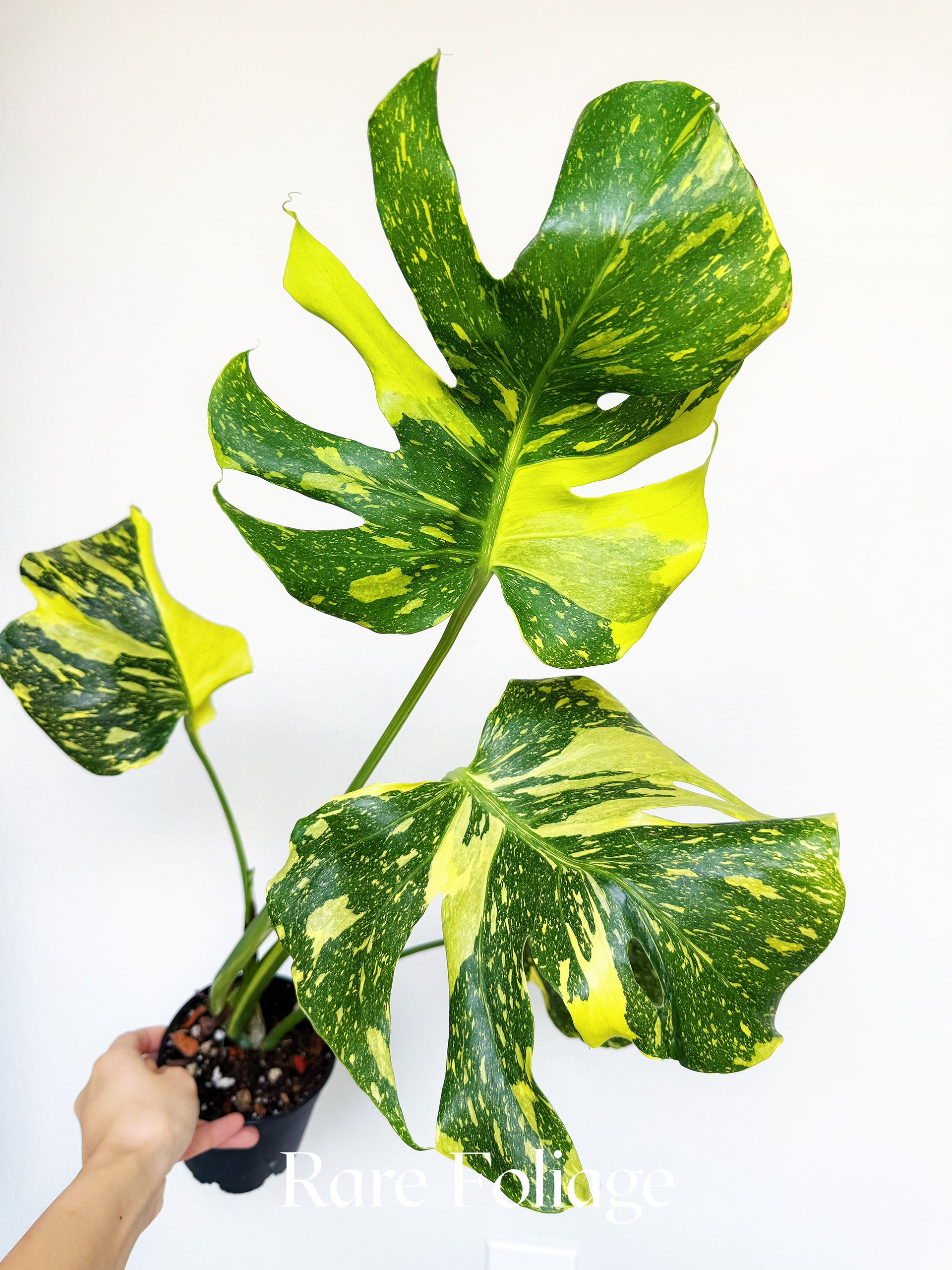Monstera Electrolyte 4