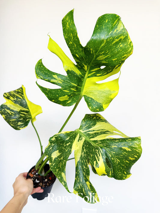 Monstera Electrolyte 4" Exact Plant