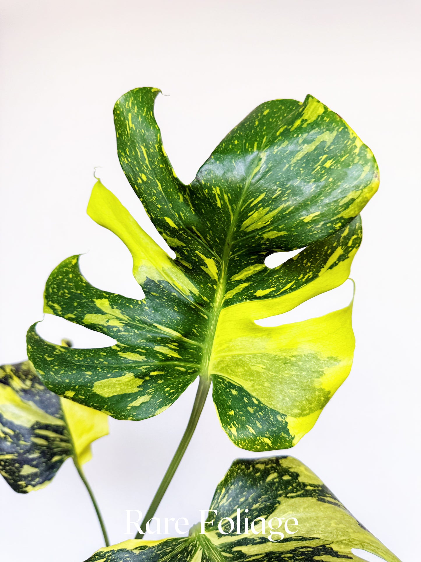 Monstera Electrolyte 4" Exact Plant