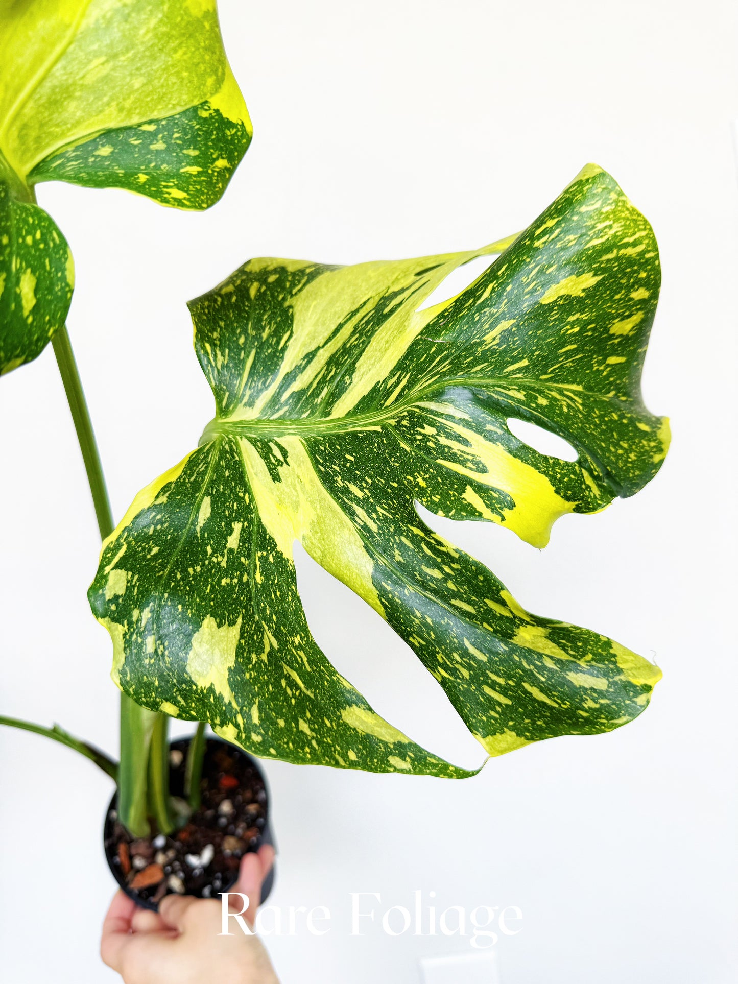 Monstera Electrolyte 4" Exact Plant