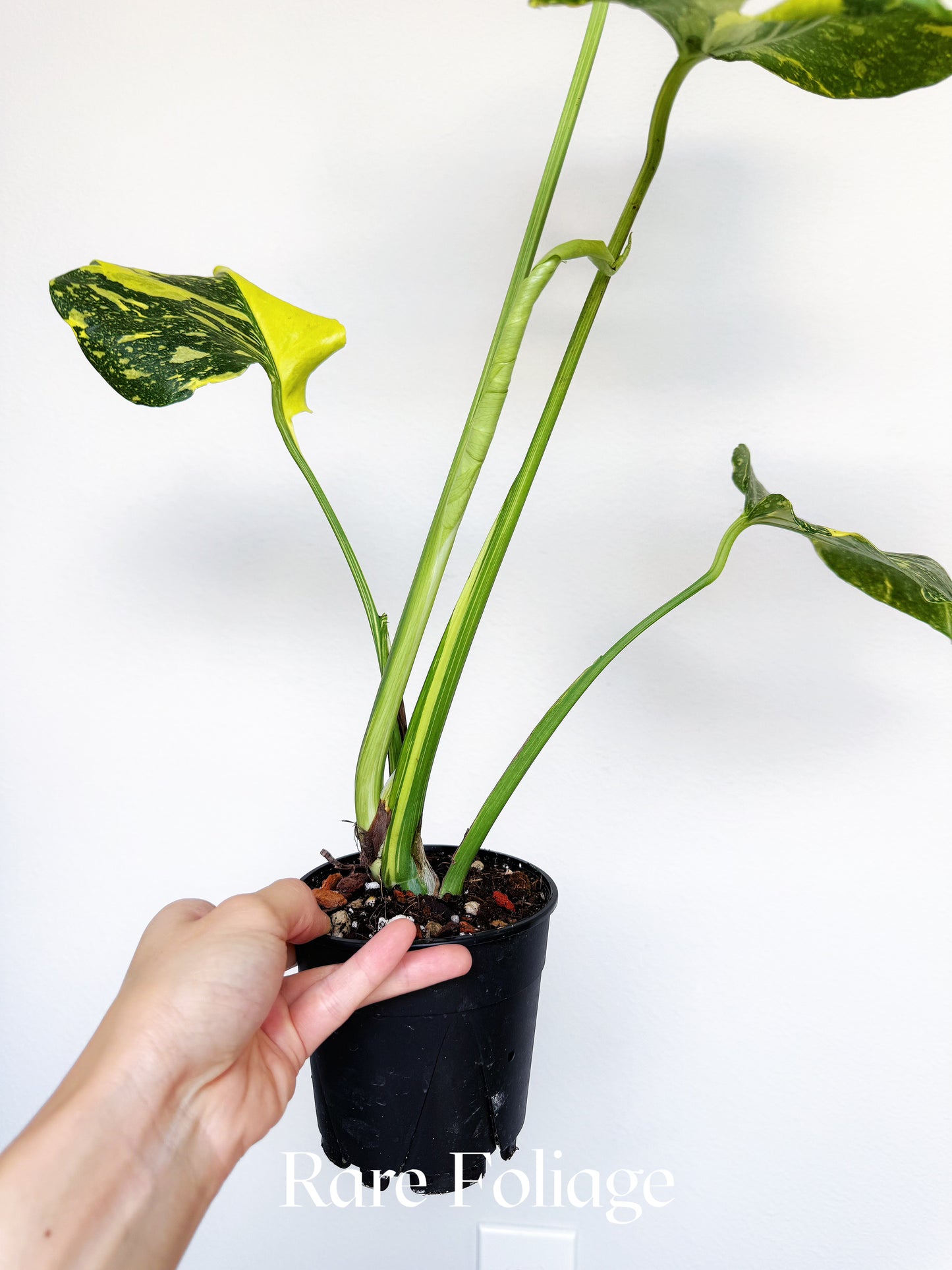 Monstera Electrolyte 4" Exact Plant
