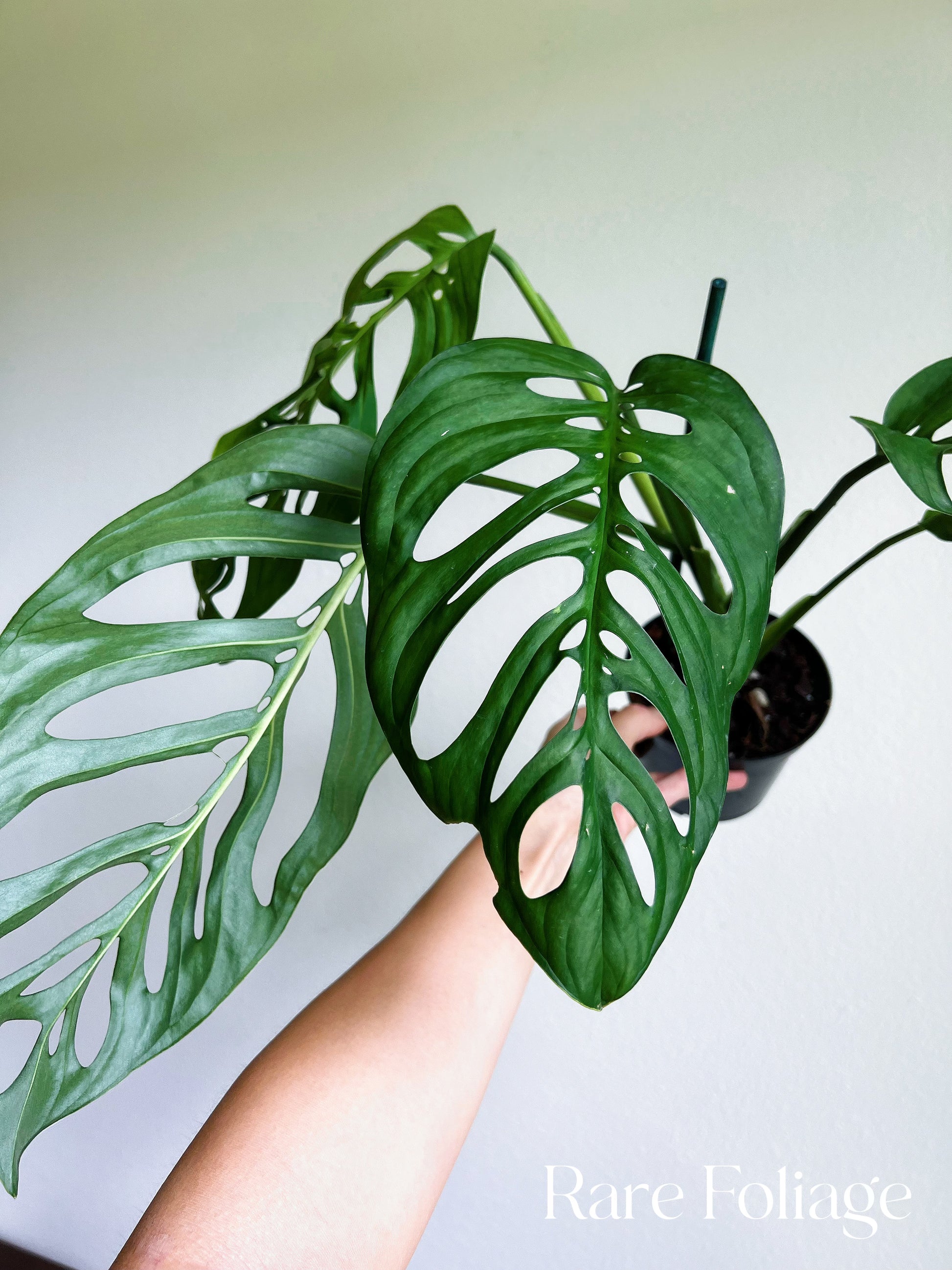 philodendron esqueleto Monstera Esqueleto 4"