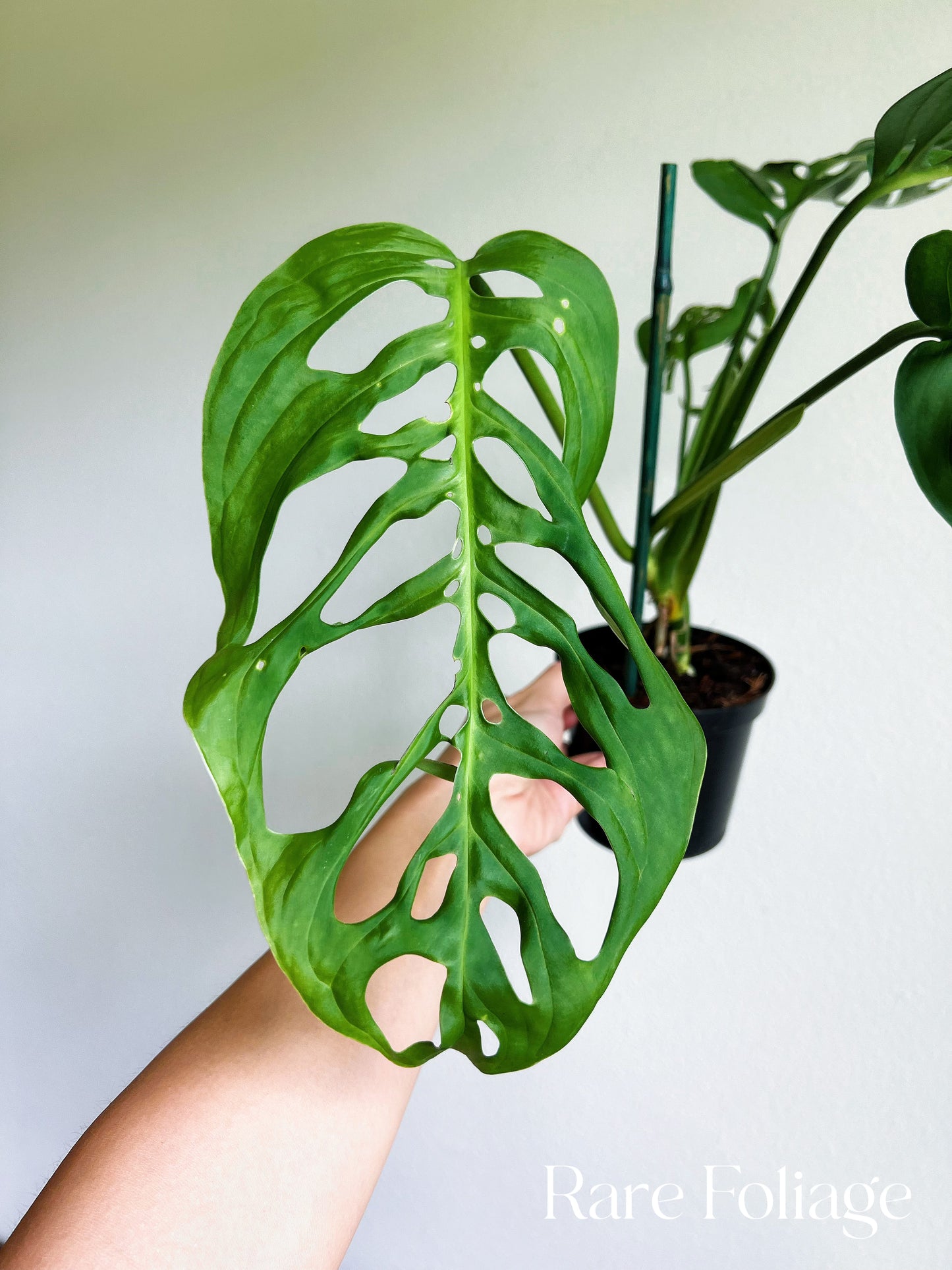 Monstera Esqueleto 4"