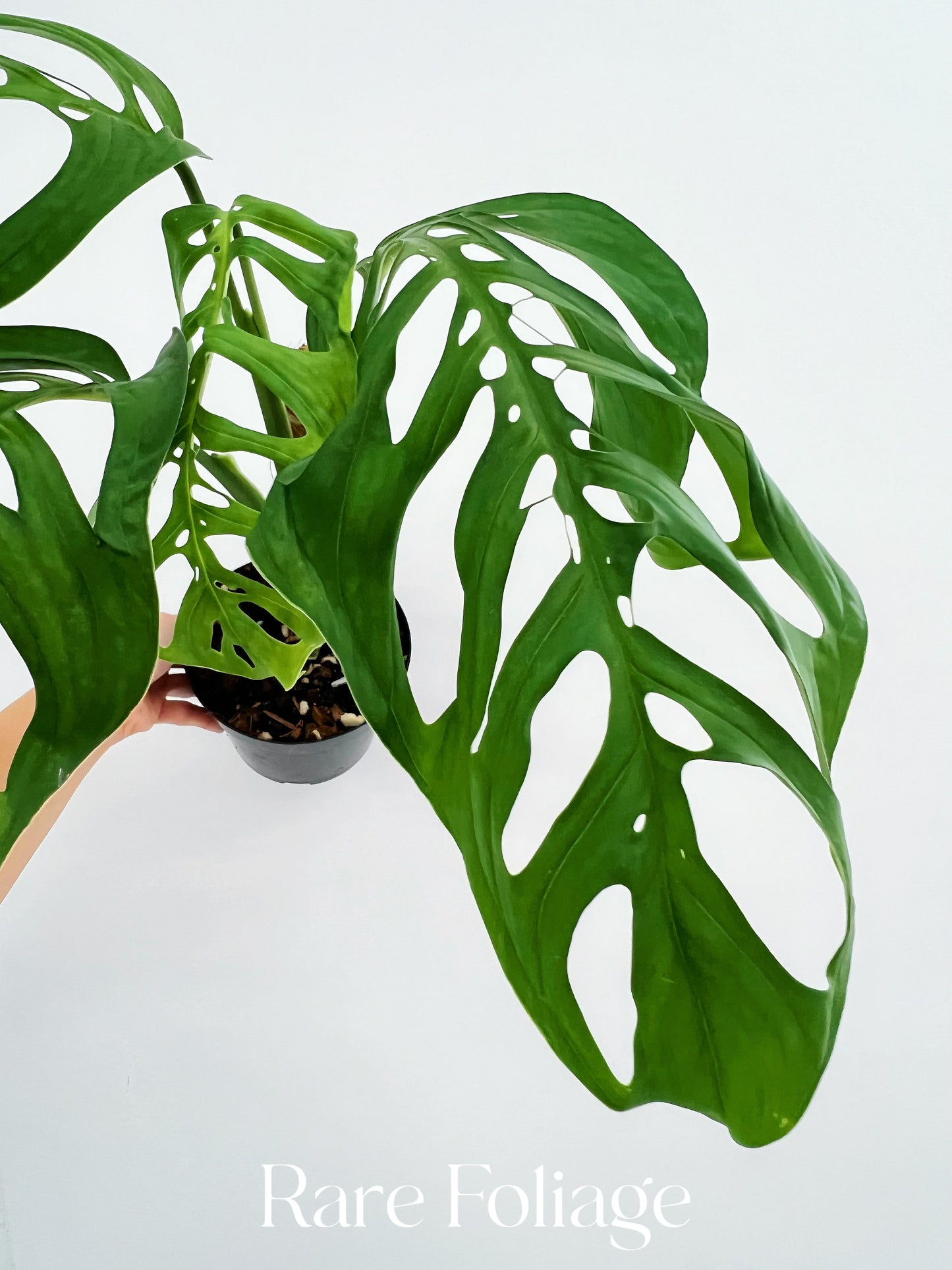 Monstera Esqueleto 6” with Pole