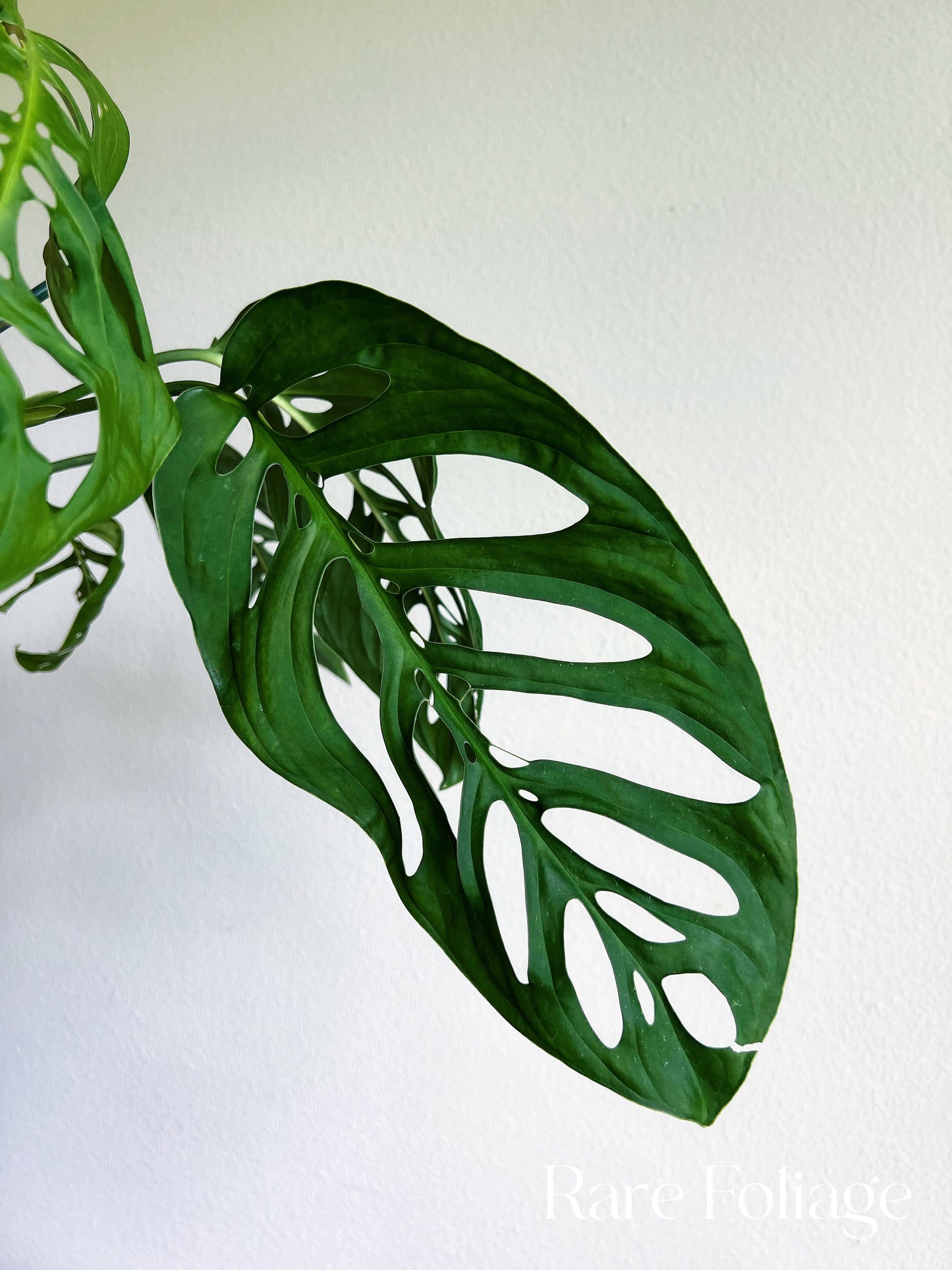 monstera esqueleto price Monstera Esqueleto 4" – Rare Foliage Plant Co