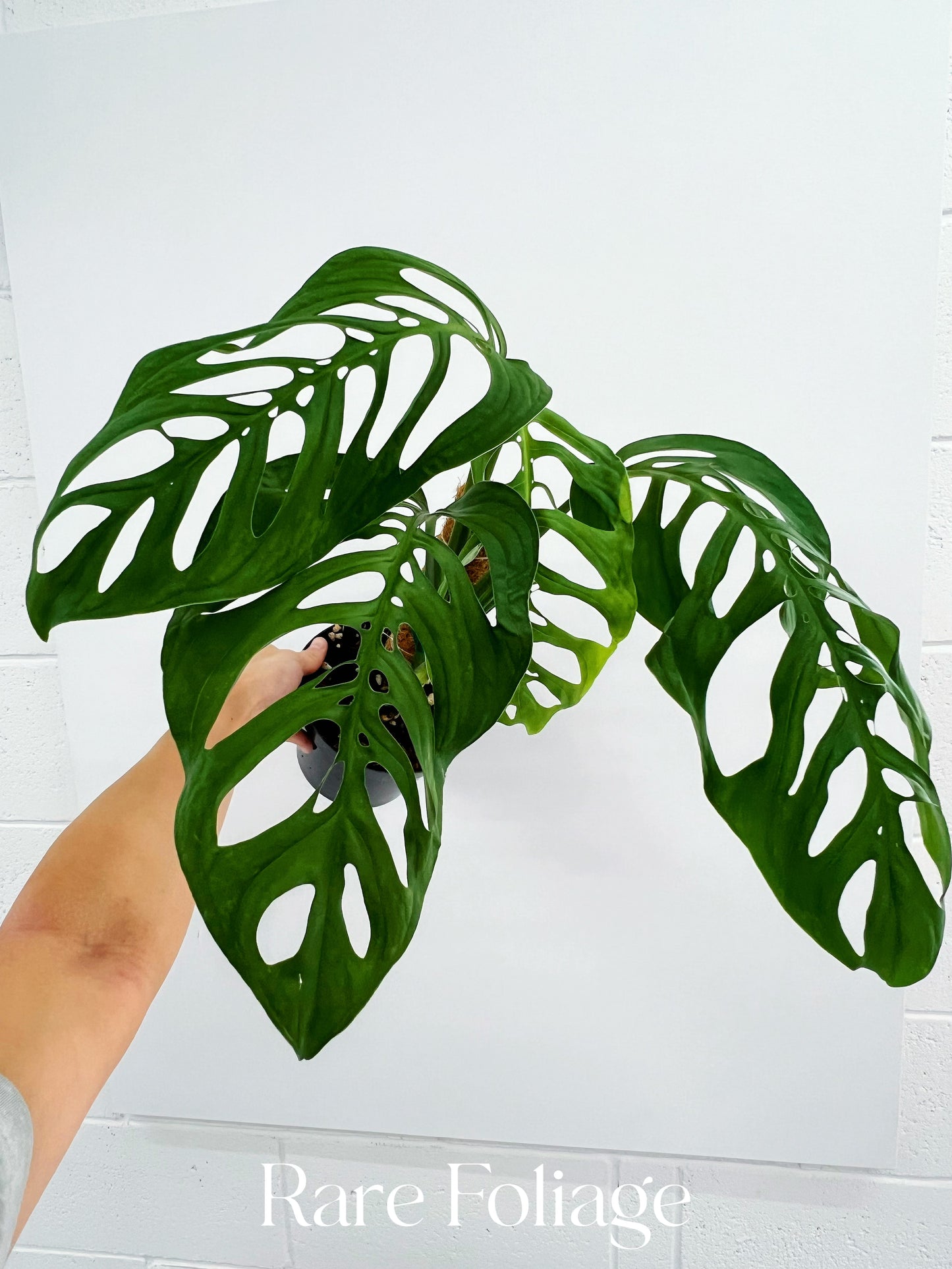 Monstera Esqueleto 6” with Pole