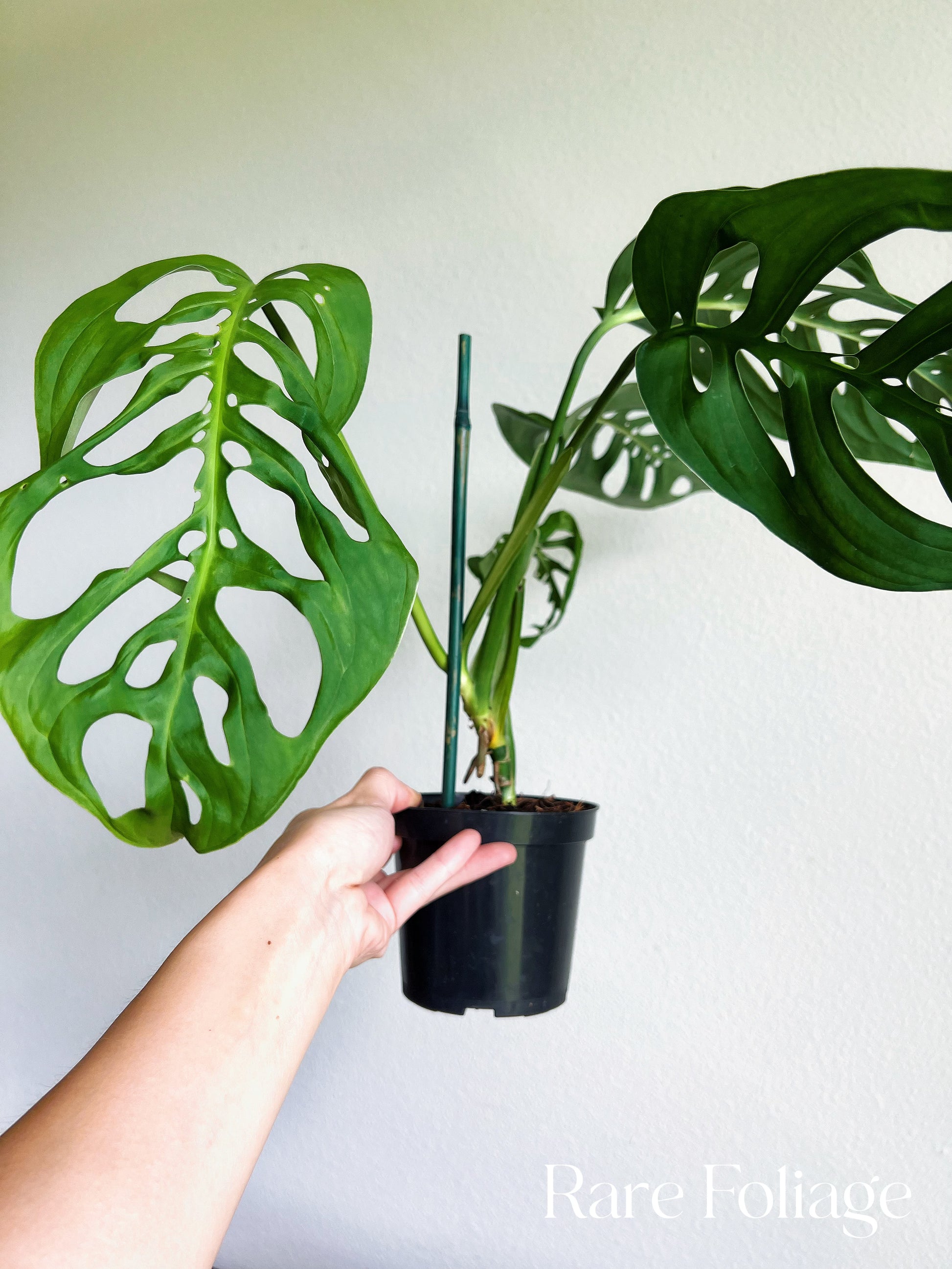 monstera skeleton plant Monstera Esqueleto 4" – Rare Foliage Plant Co