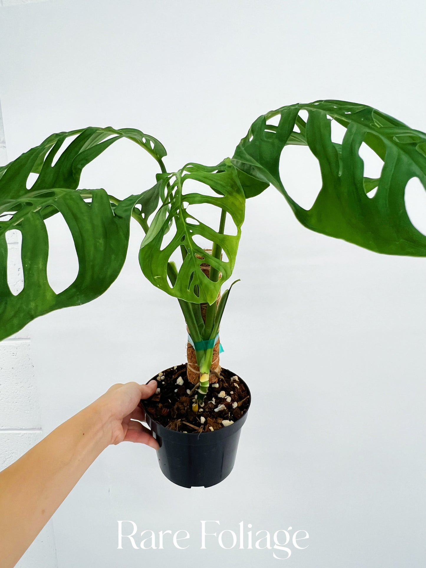 Monstera Esqueleto 6” with Pole