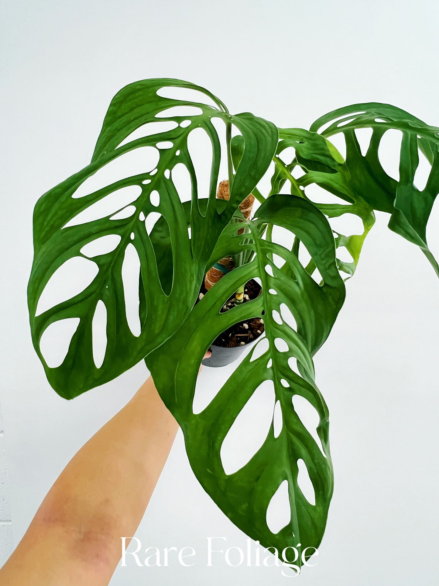 Monstera Esqueleto 6” with Pole