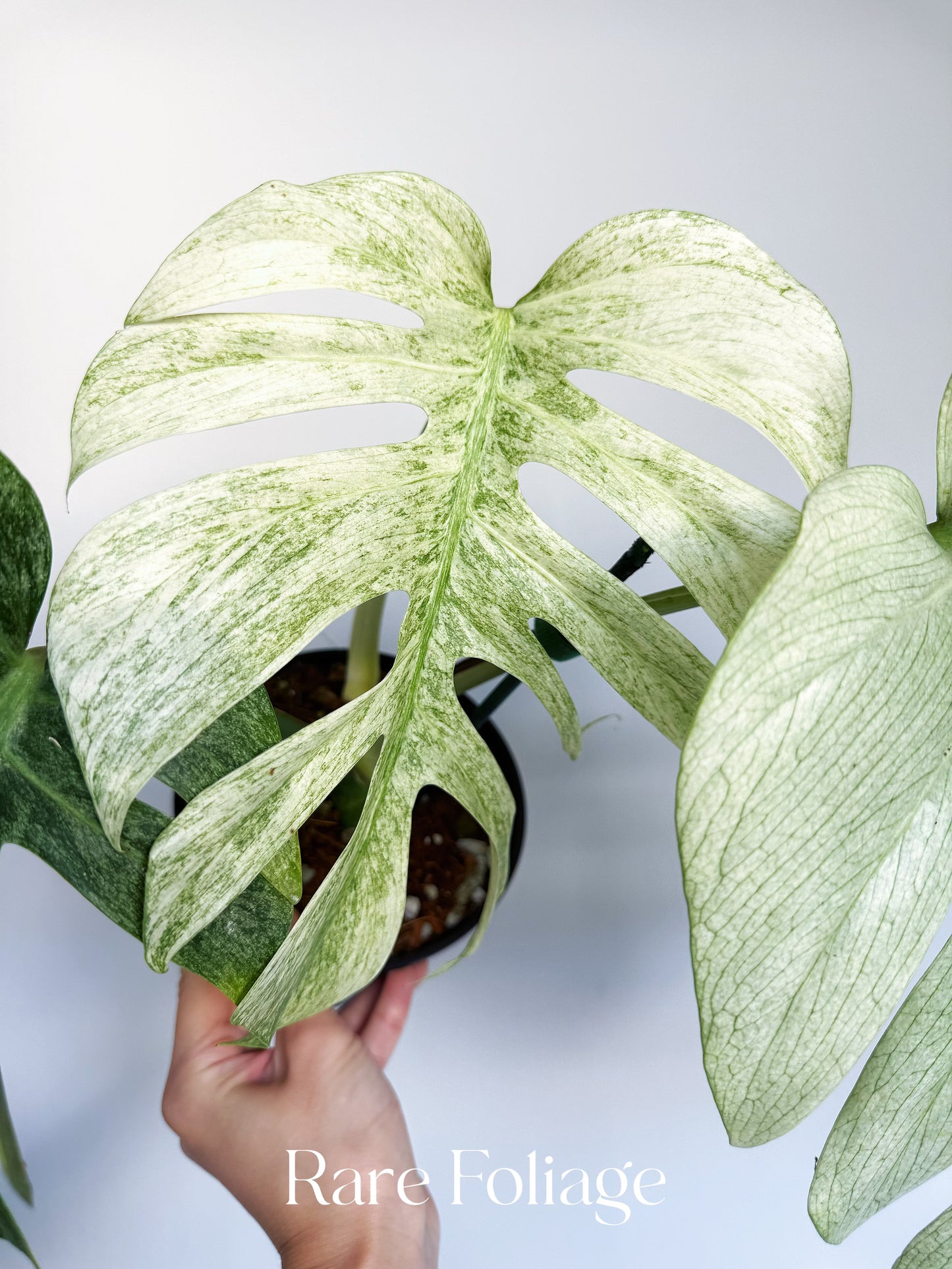 Monstera Full Mint 6” Exact Plant