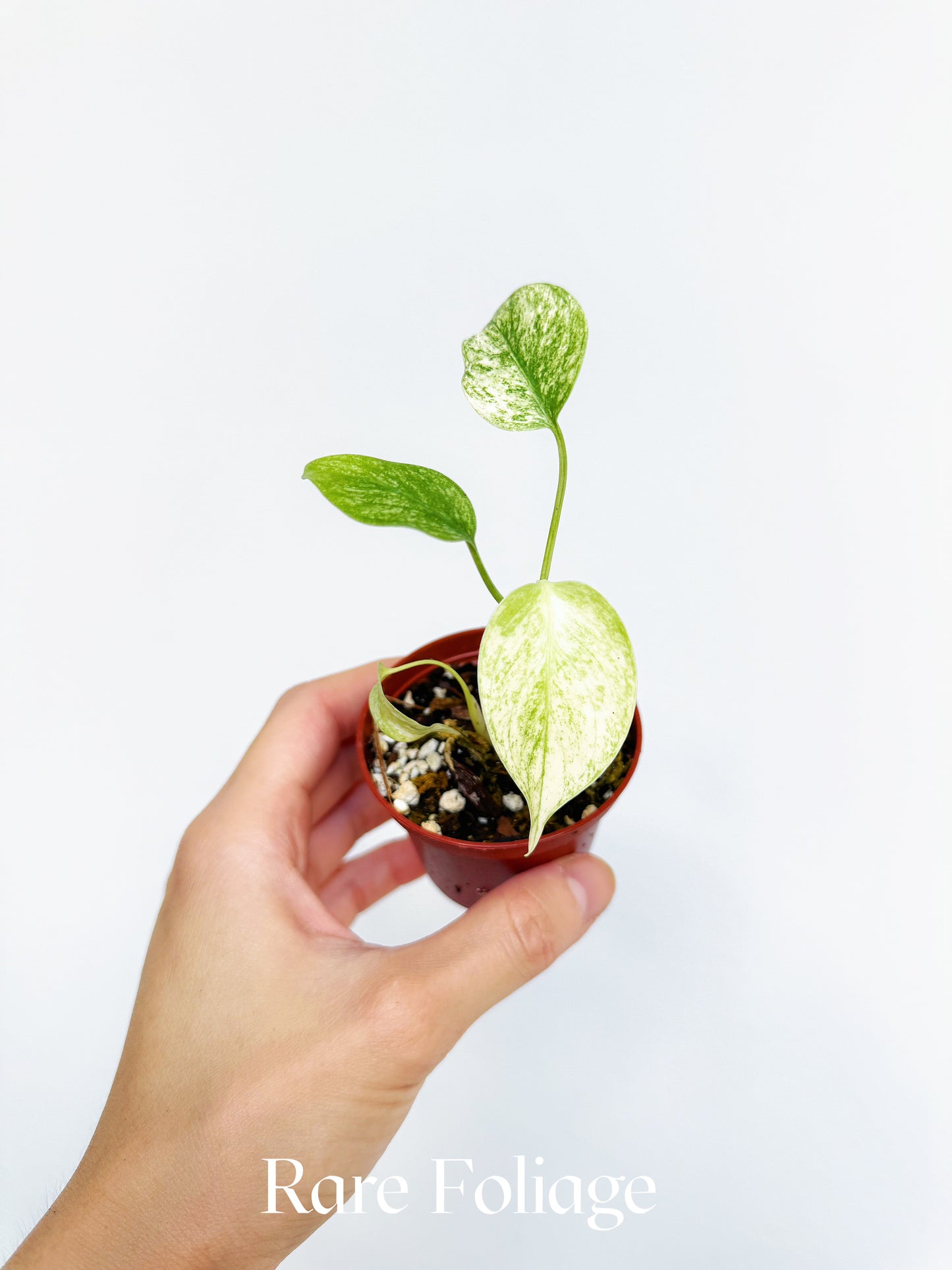 Monstera Full Mint 2"