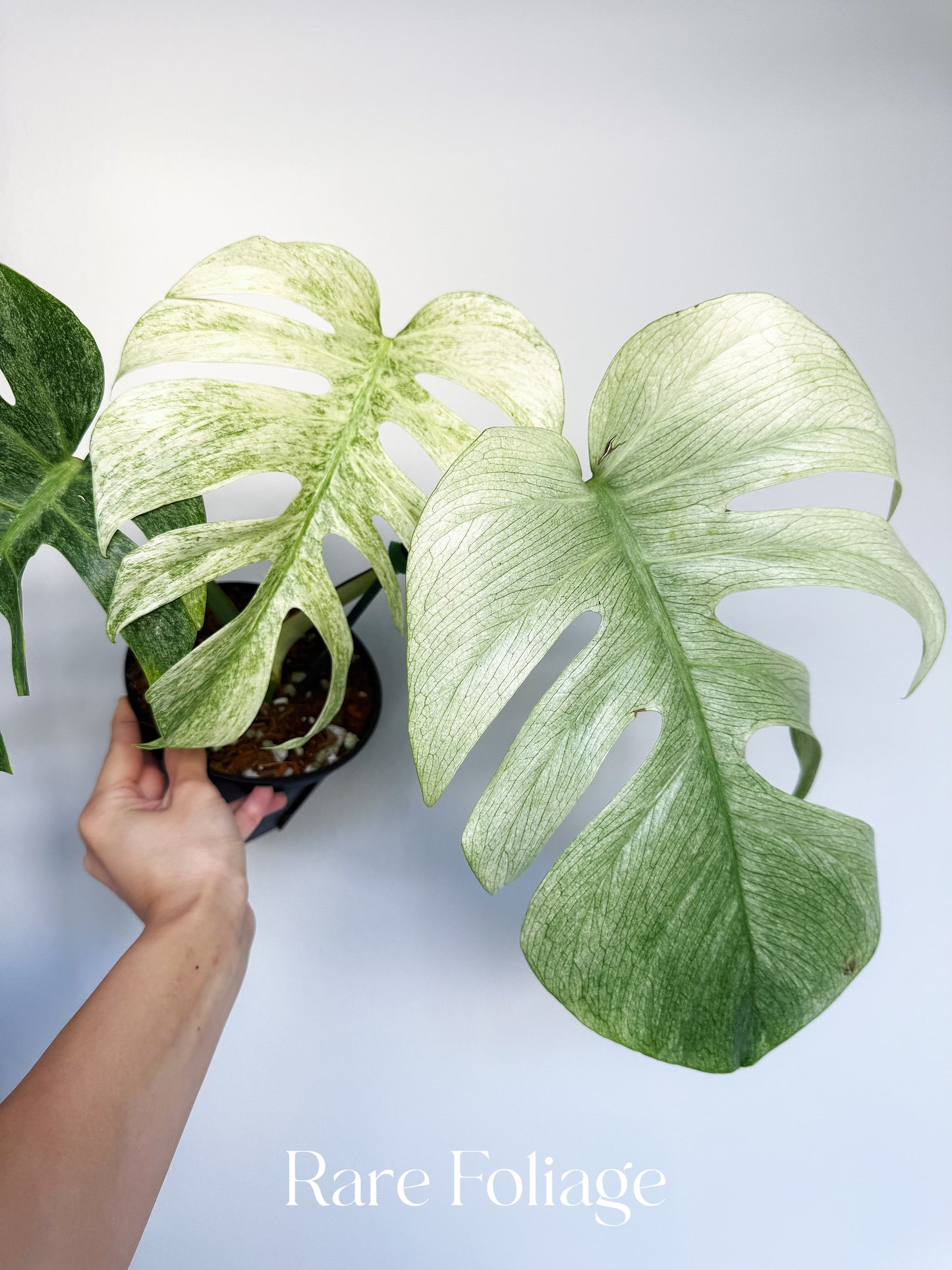 Monstera Full Mint 6” Exact Plant