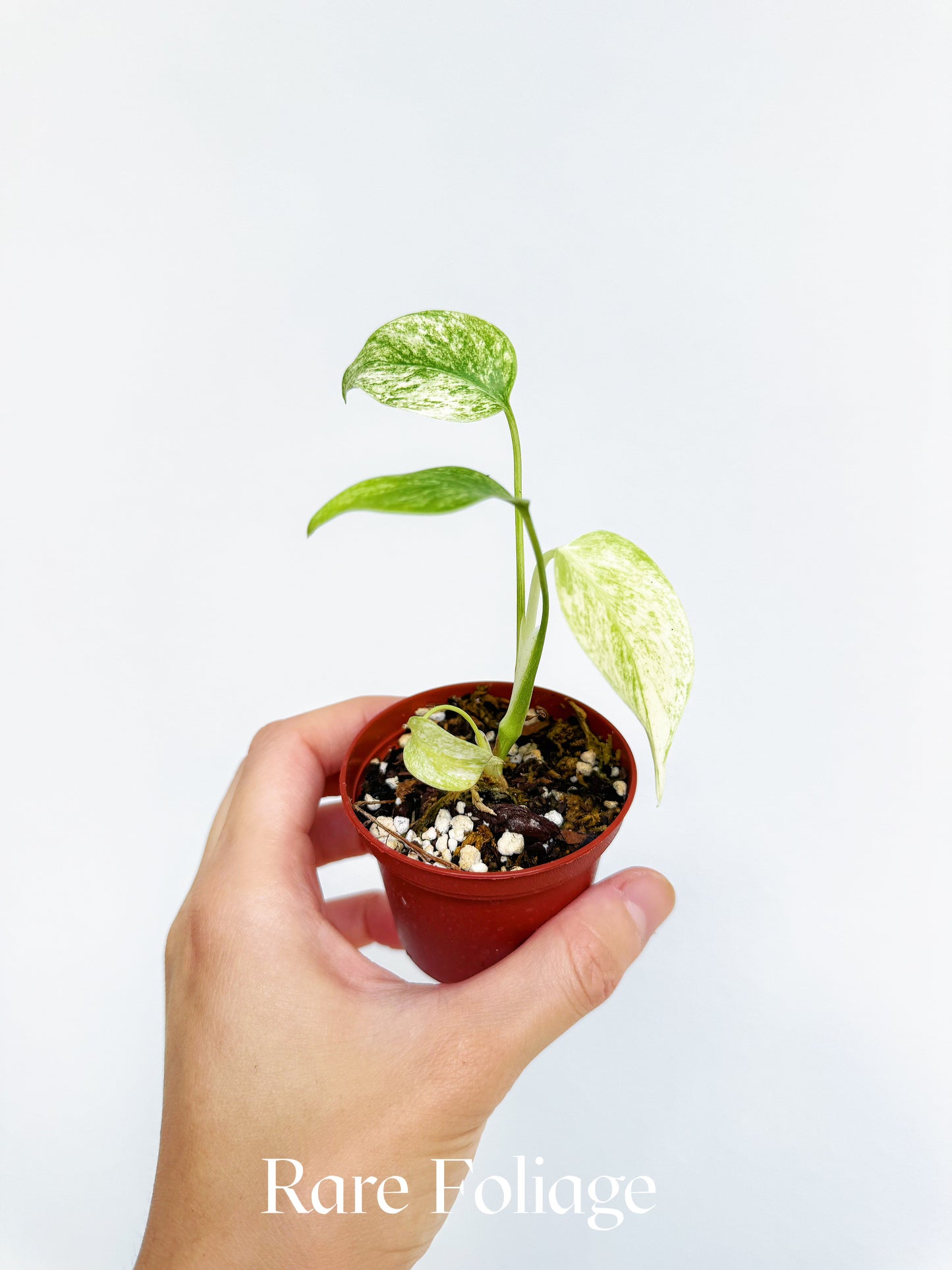 Monstera Full Mint 2"