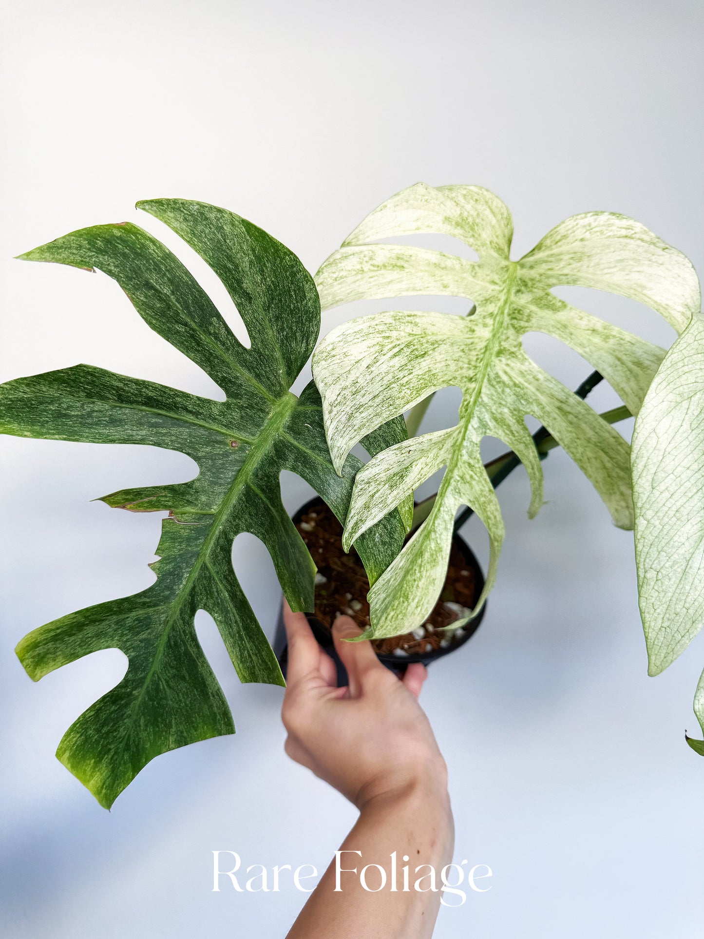 Monstera Full Mint 6” Exact Plant