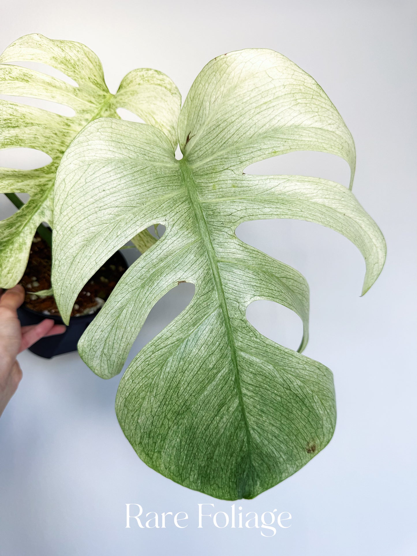 Monstera Full Mint 6” Exact Plant