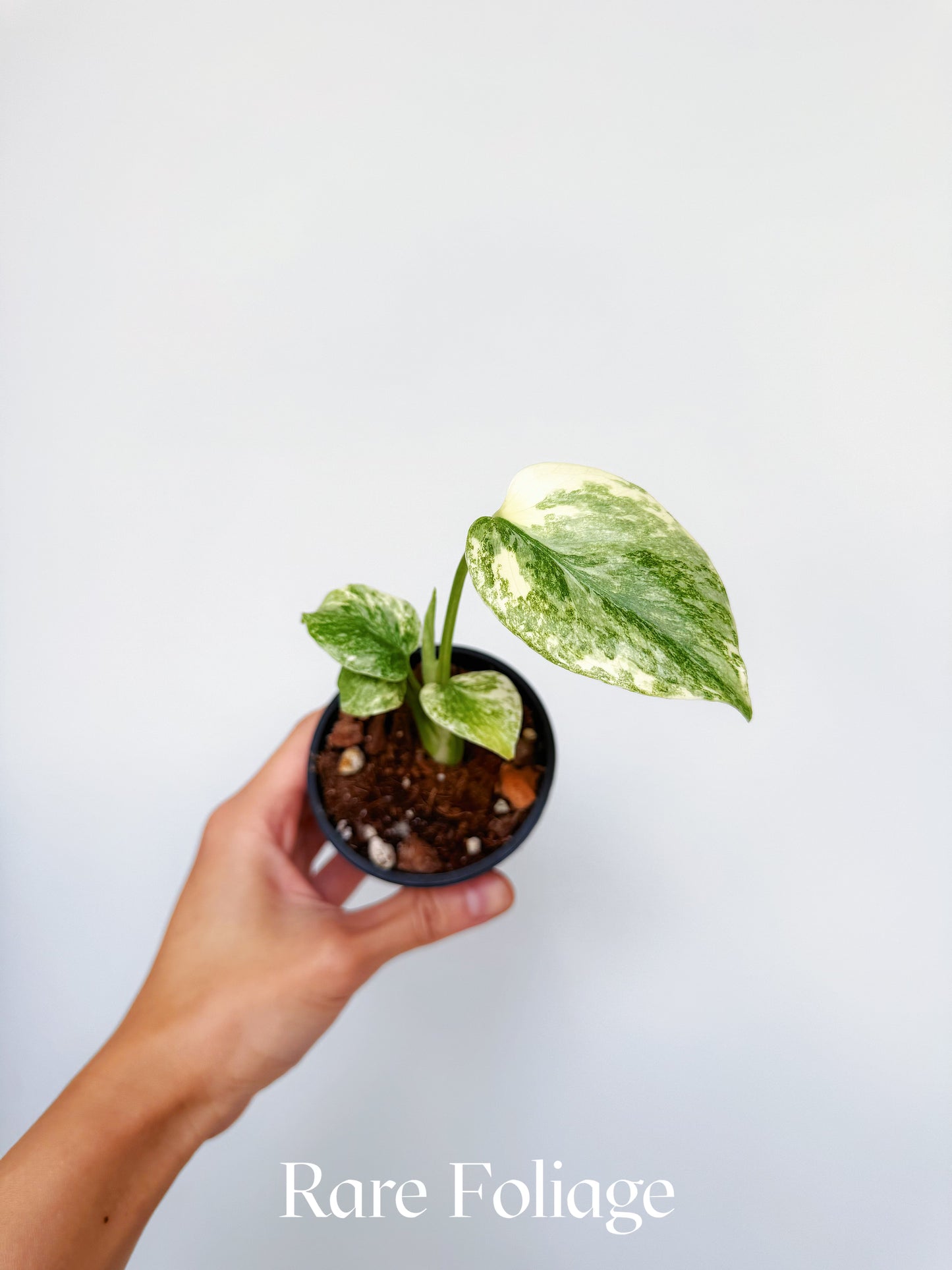 Monstera Green Snow 3"