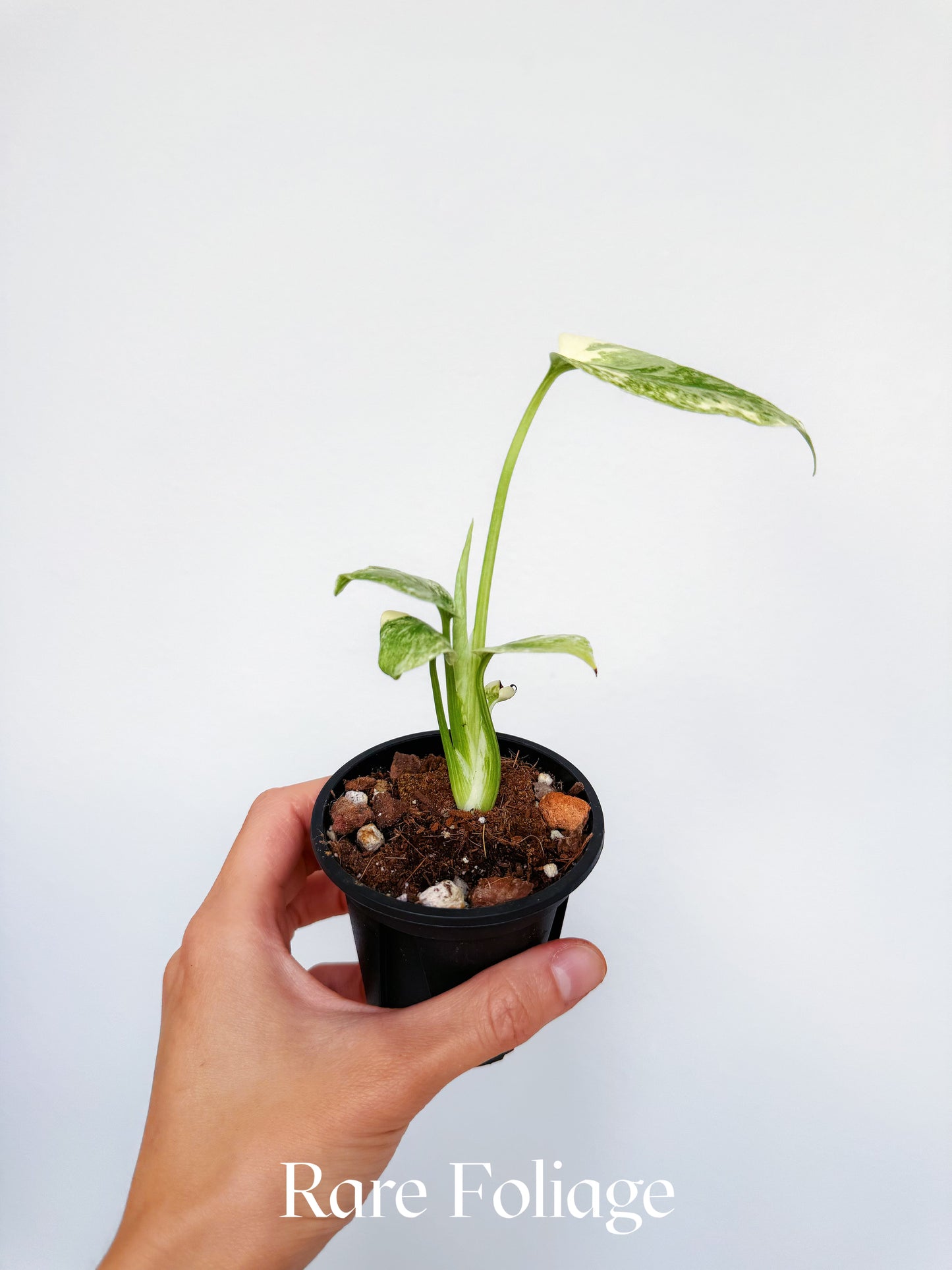 Monstera Green Snow 3"