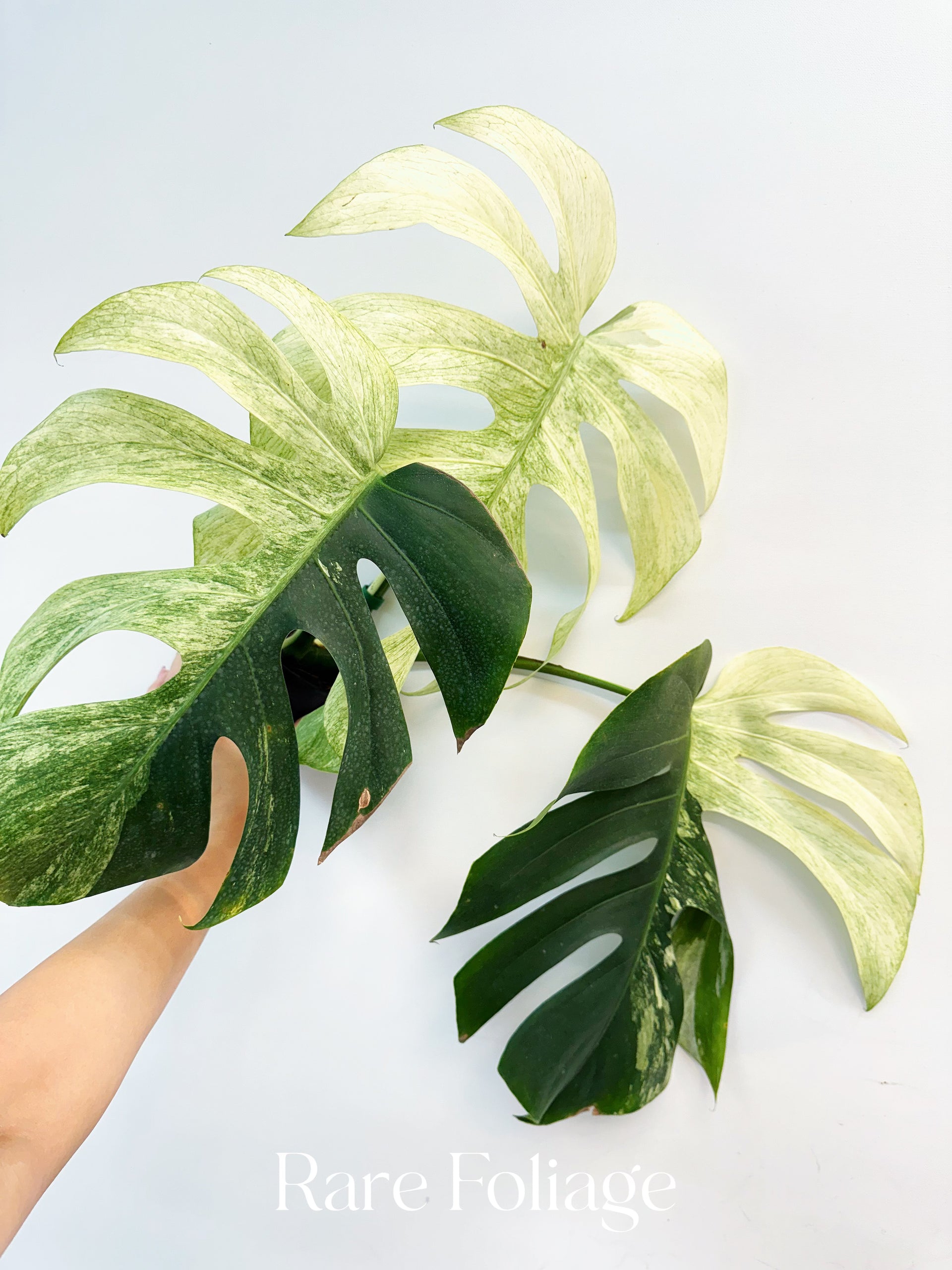 Monstera Jungle Mint 4” Exact Plant – Rare Foliage Plant Co